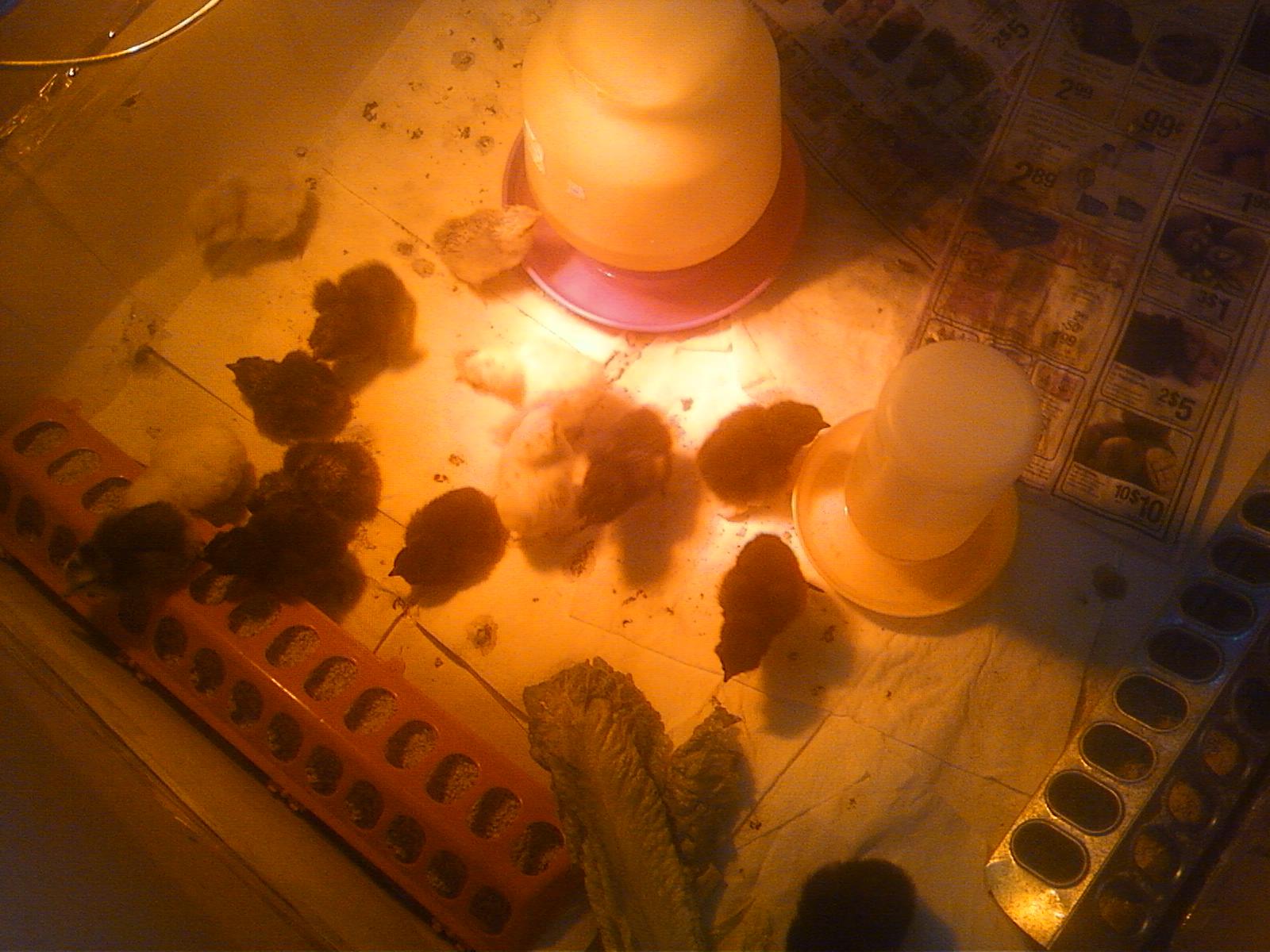 Chicks 4-1-12