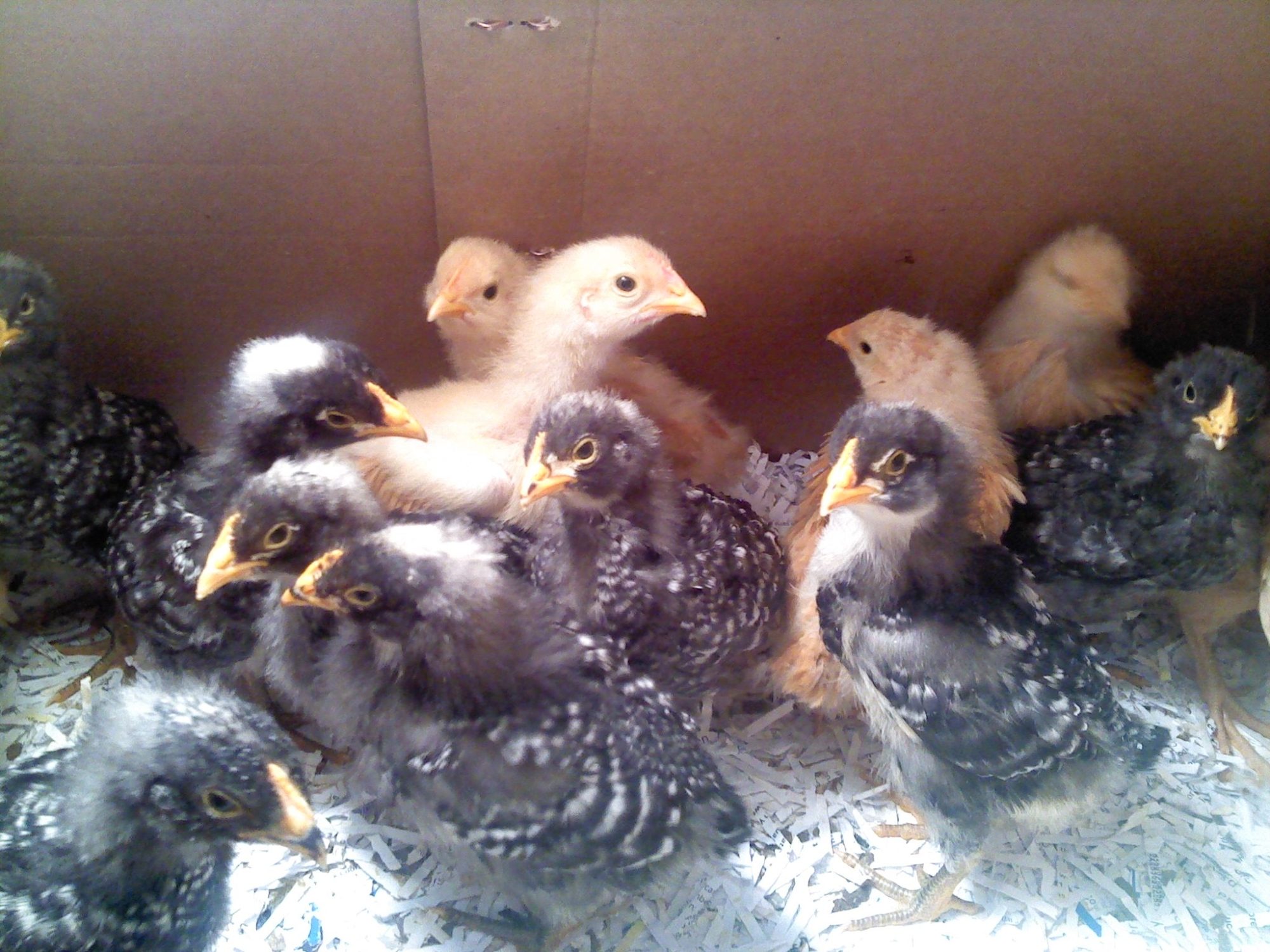chicks 4.13.12