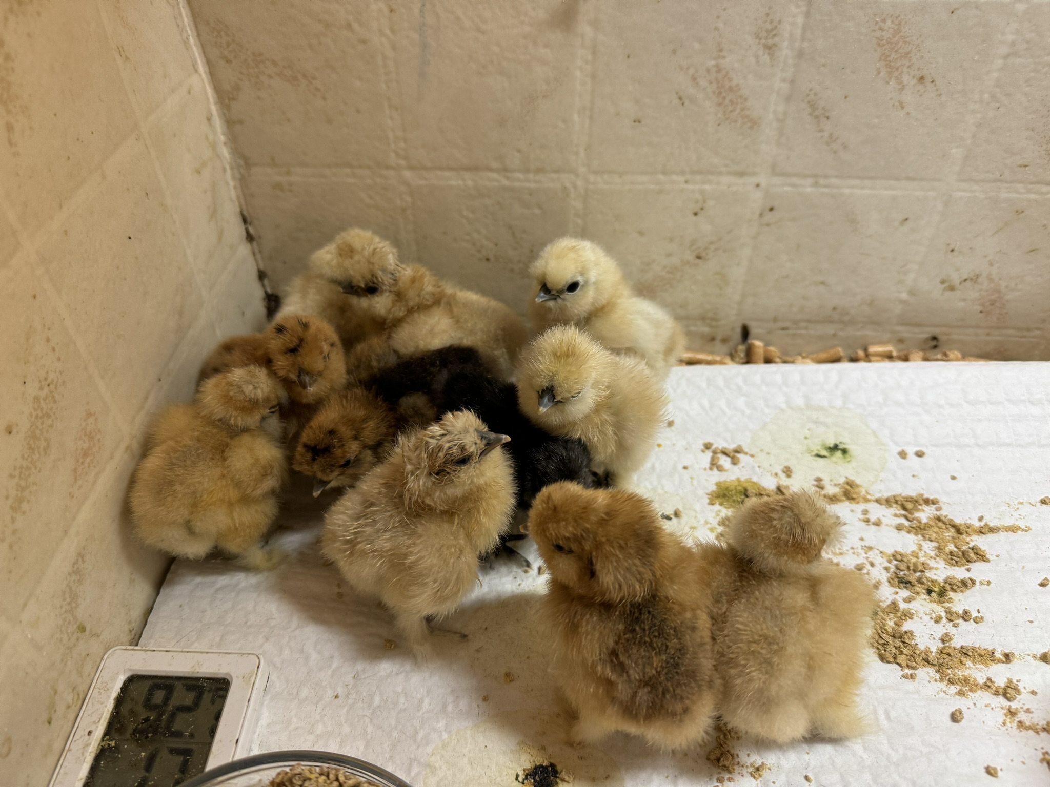 Chicks 6-27-24