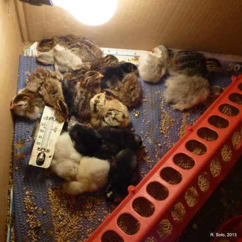 chicks and keets 3 keets hatched a week ago, everyone else in the last couple of days