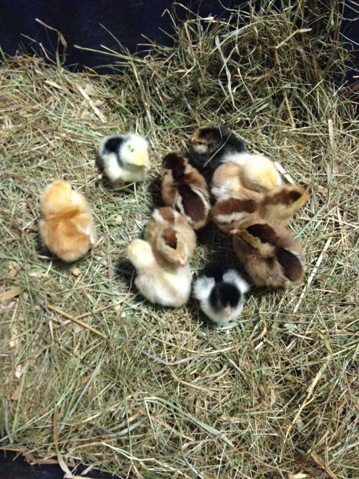 chicks April 2016
