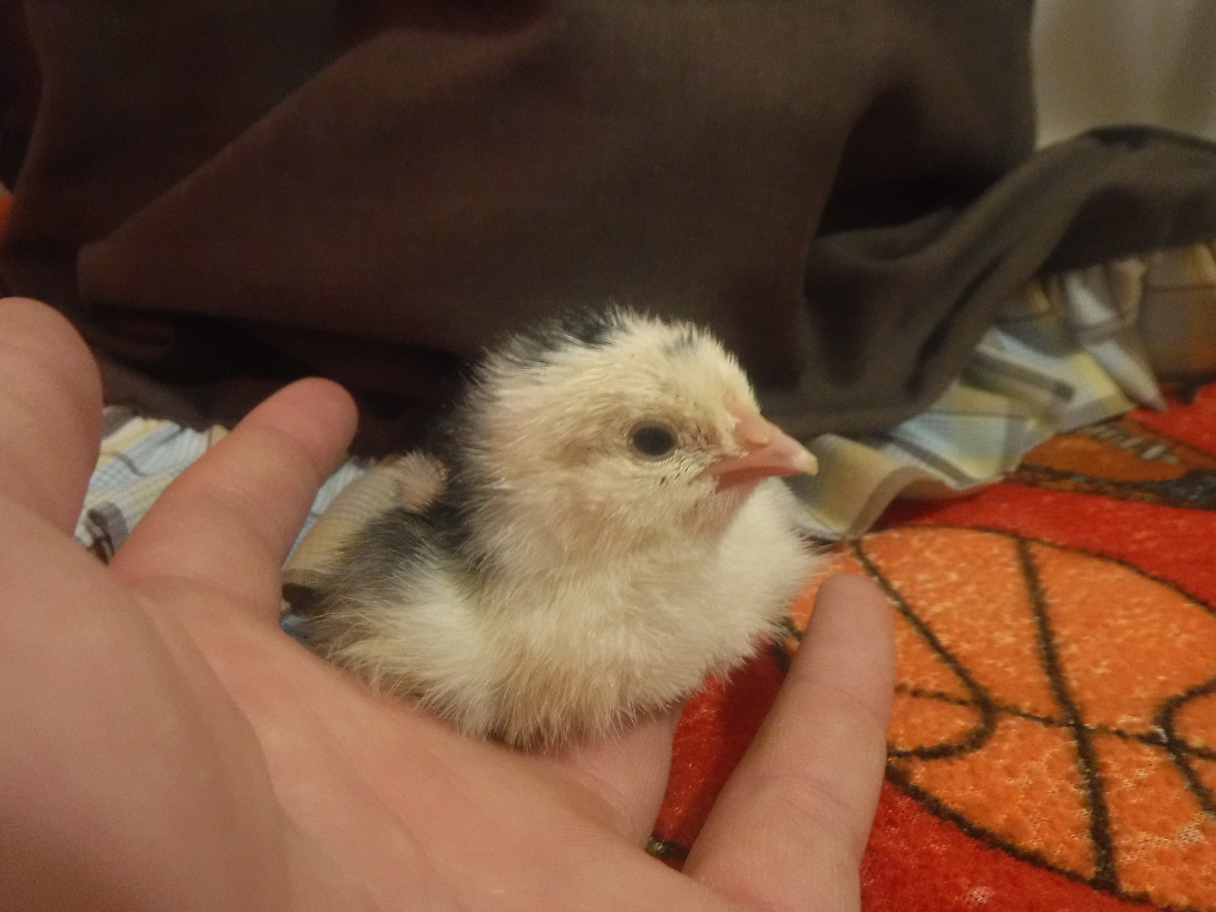 Chicks are here!!
