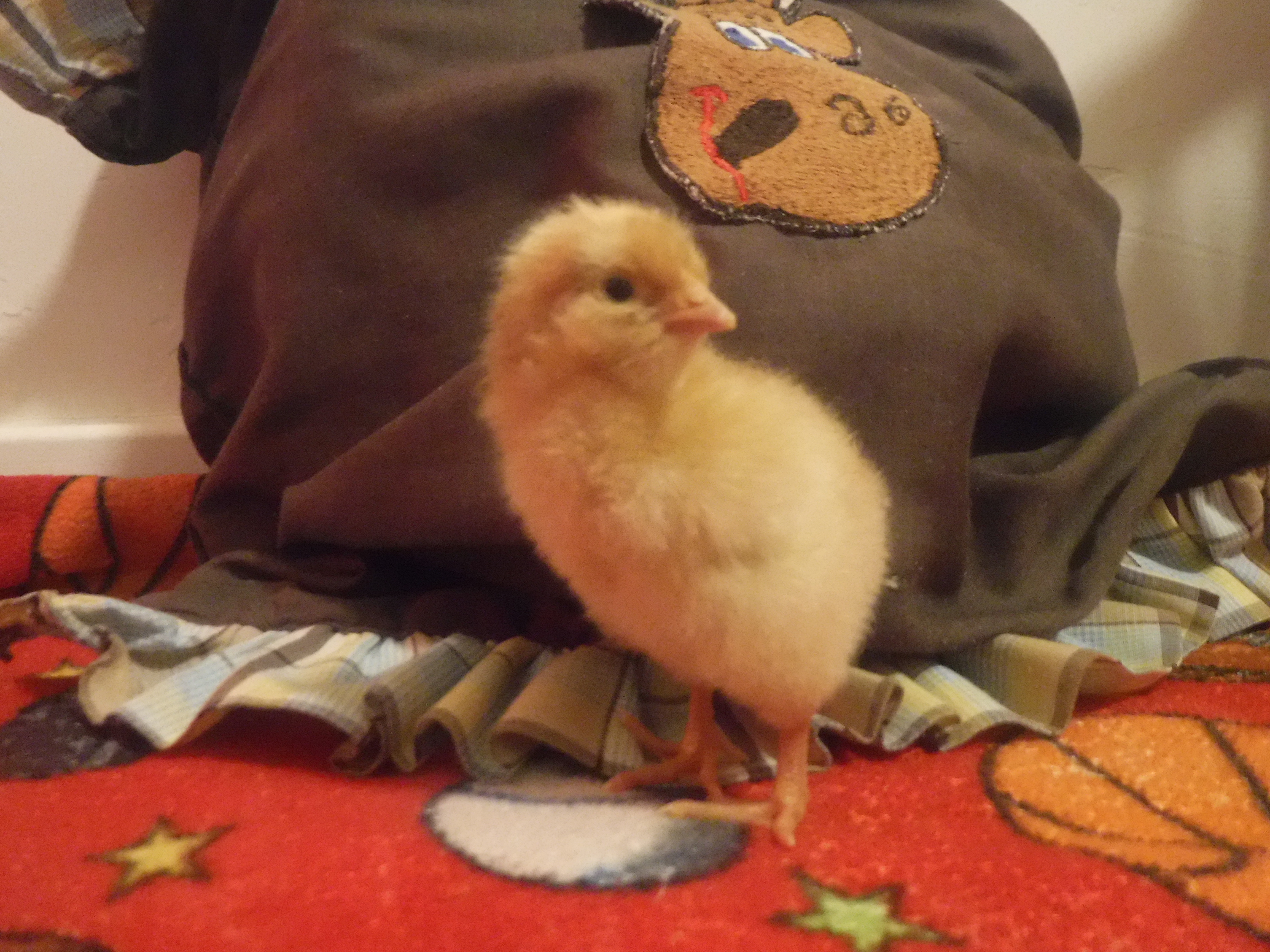 Chicks are here!!!