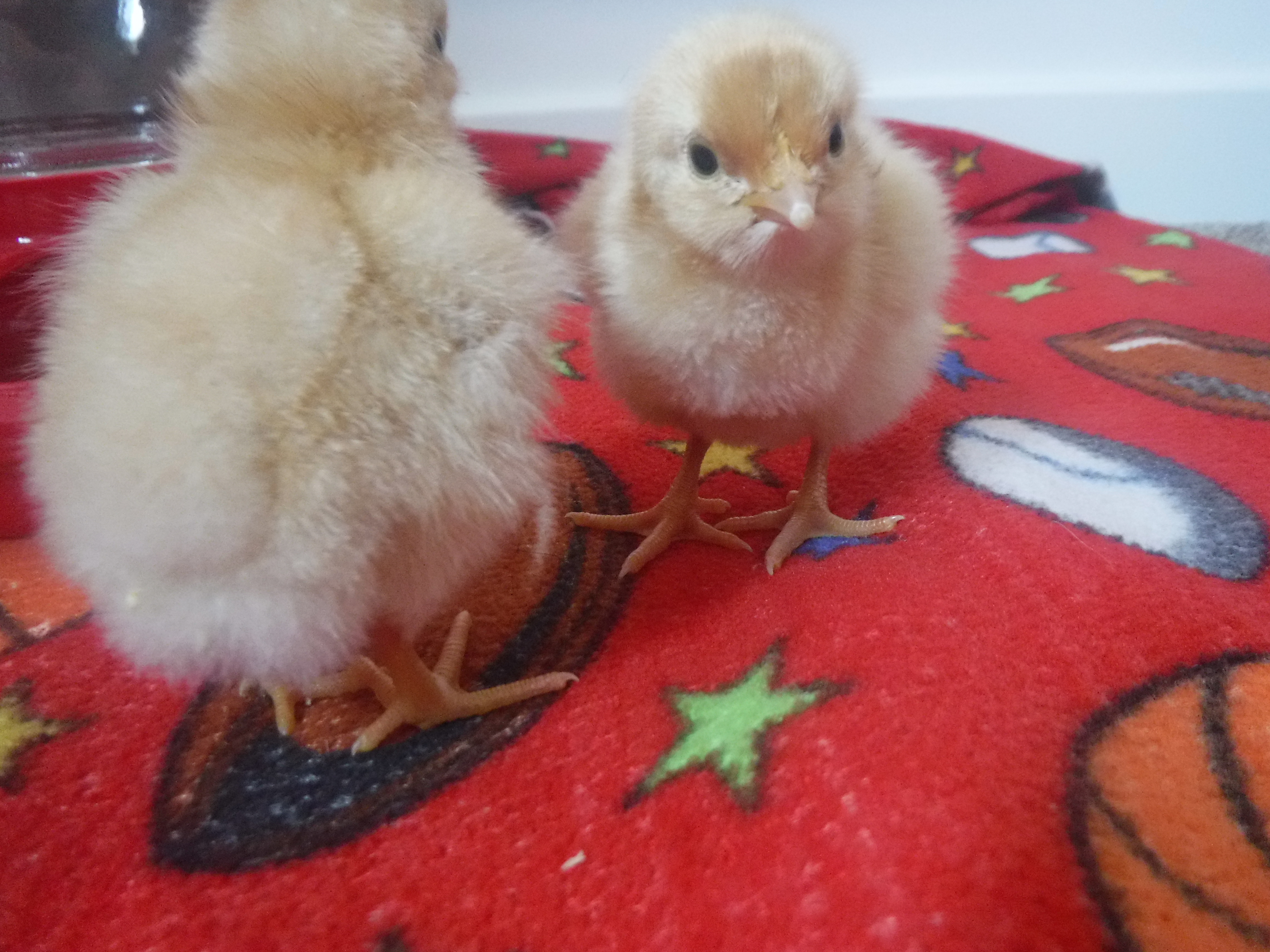 Chicks are here!!!
