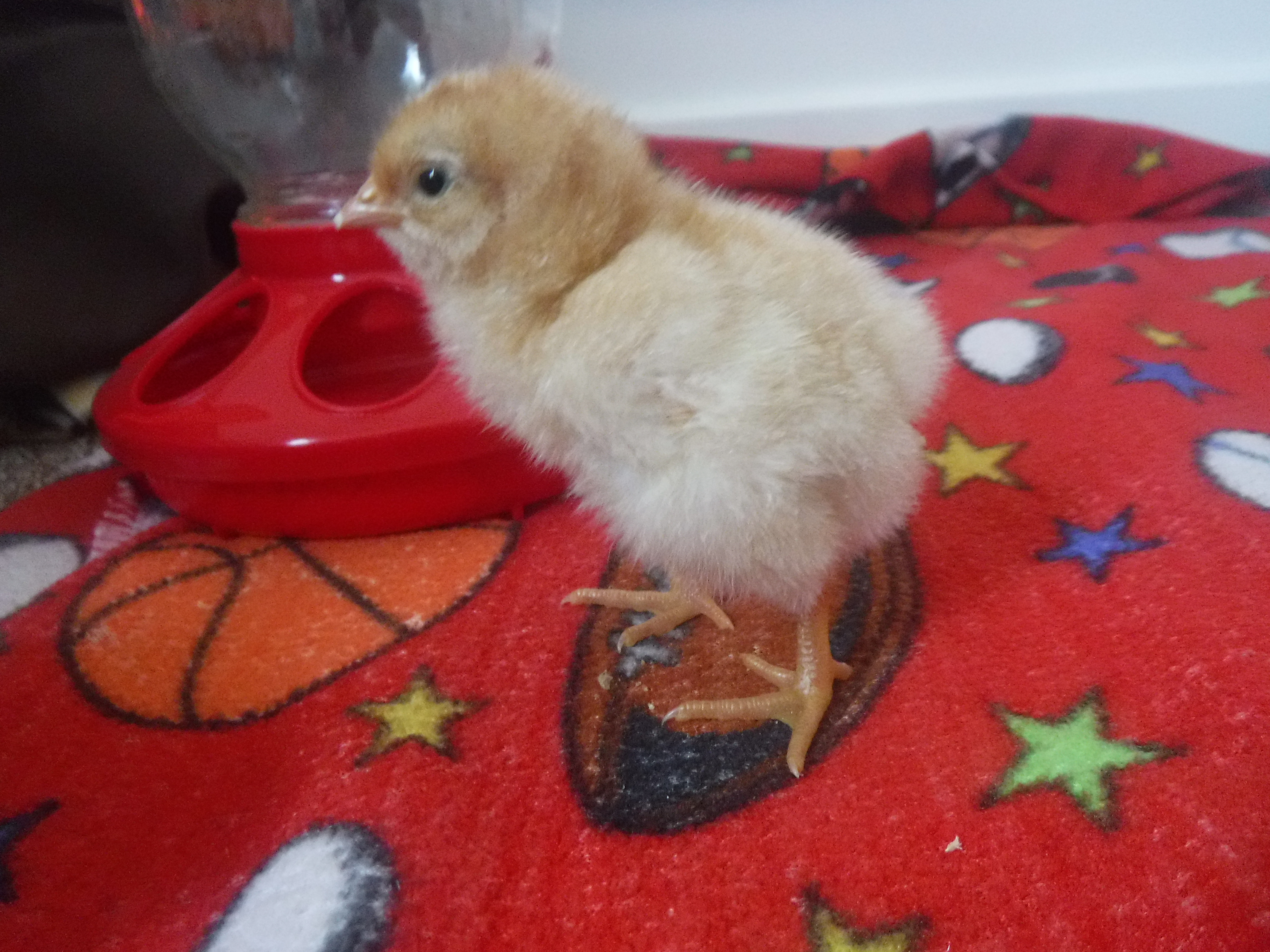 Chicks are here!!!