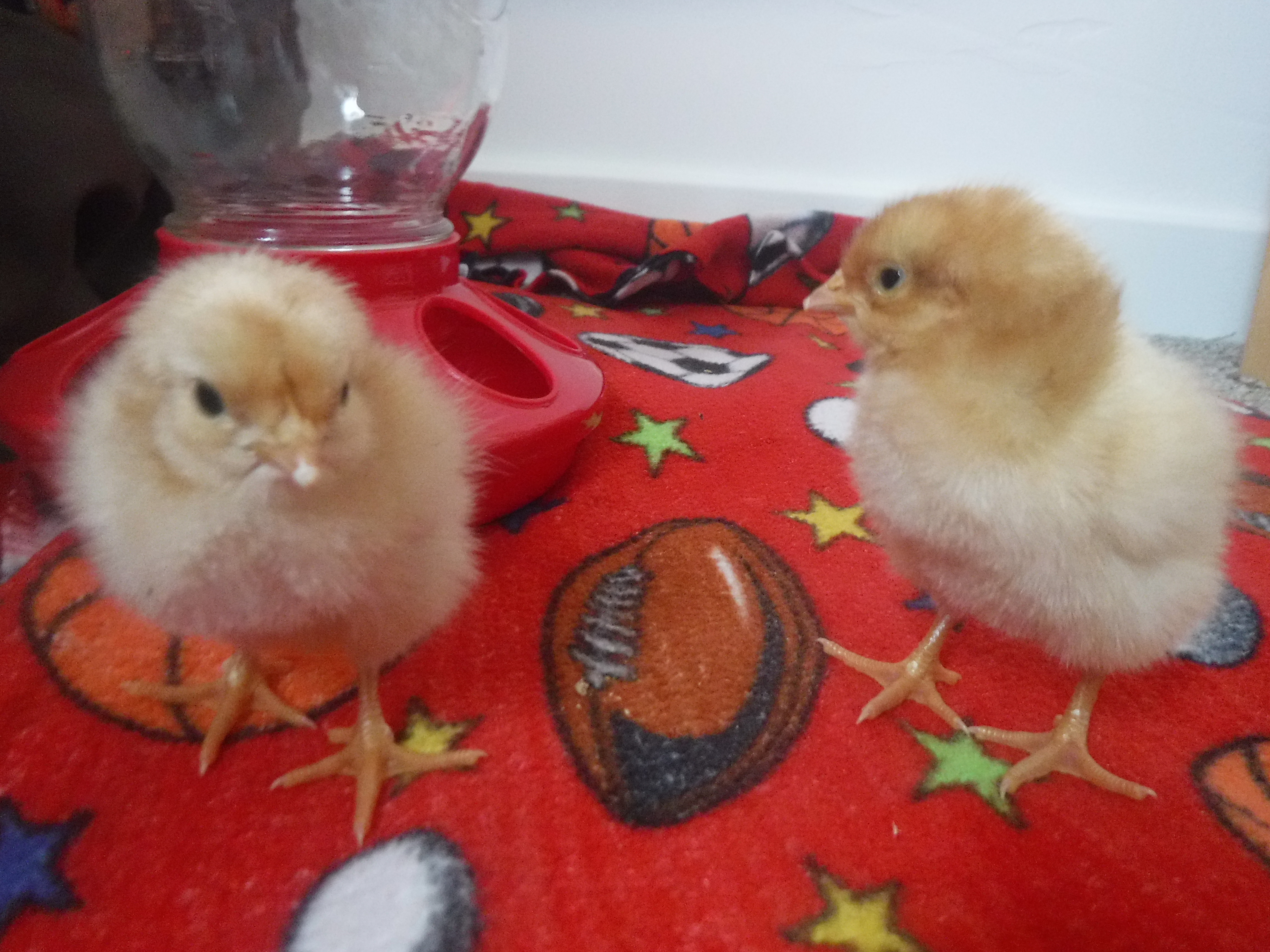 chicks are here!!!