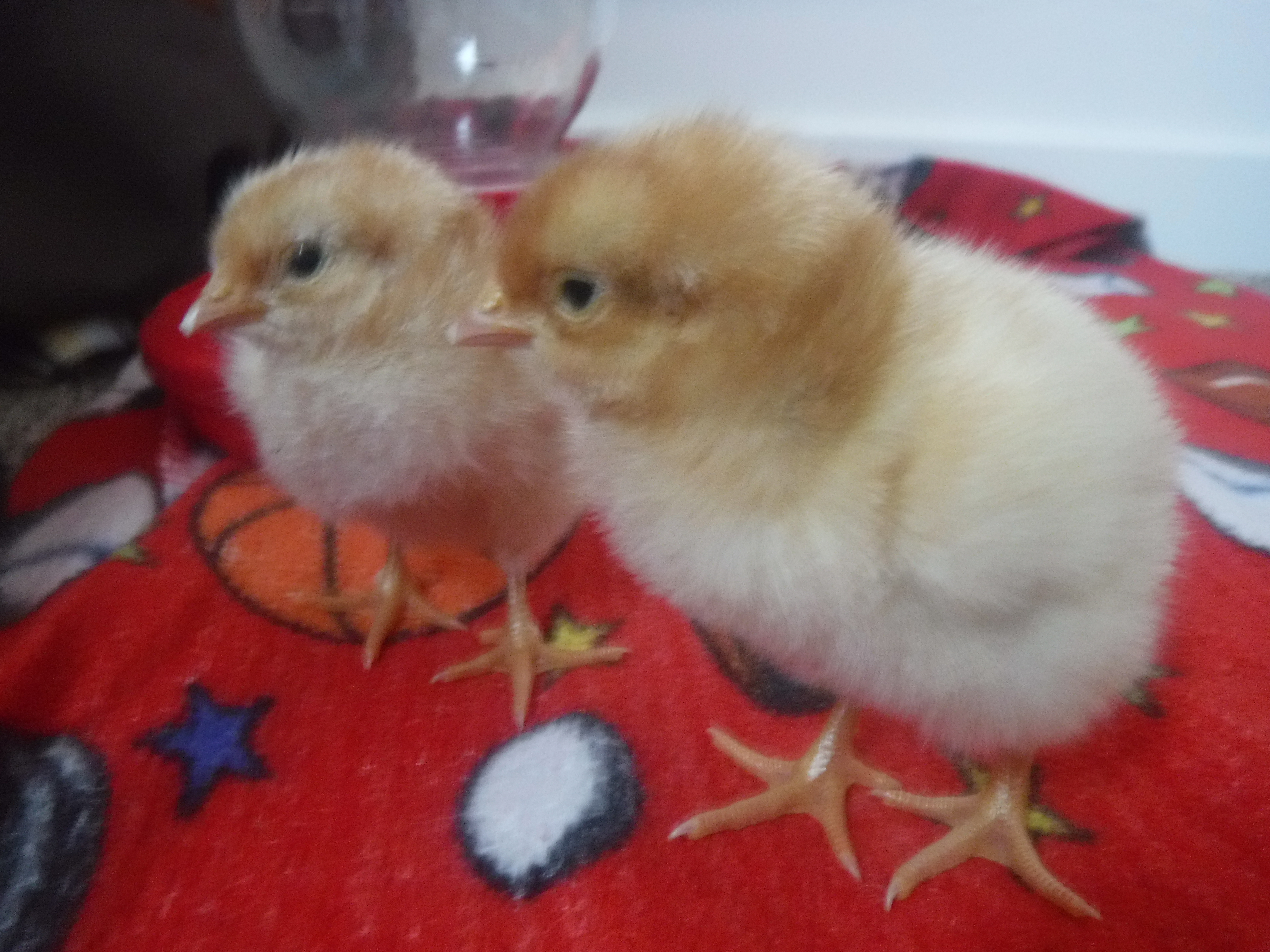 chicks are here!!!