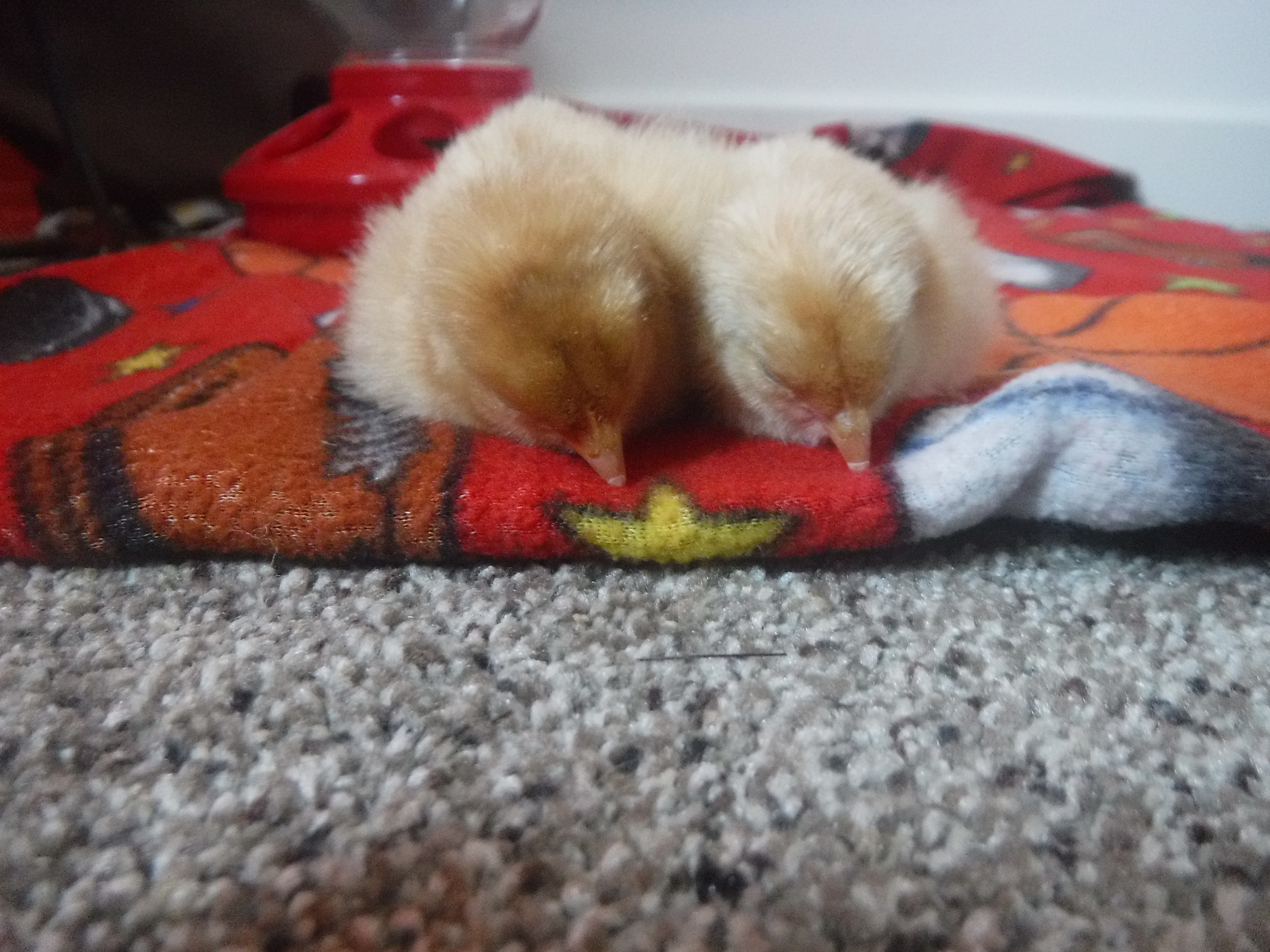Chicks are here!!!