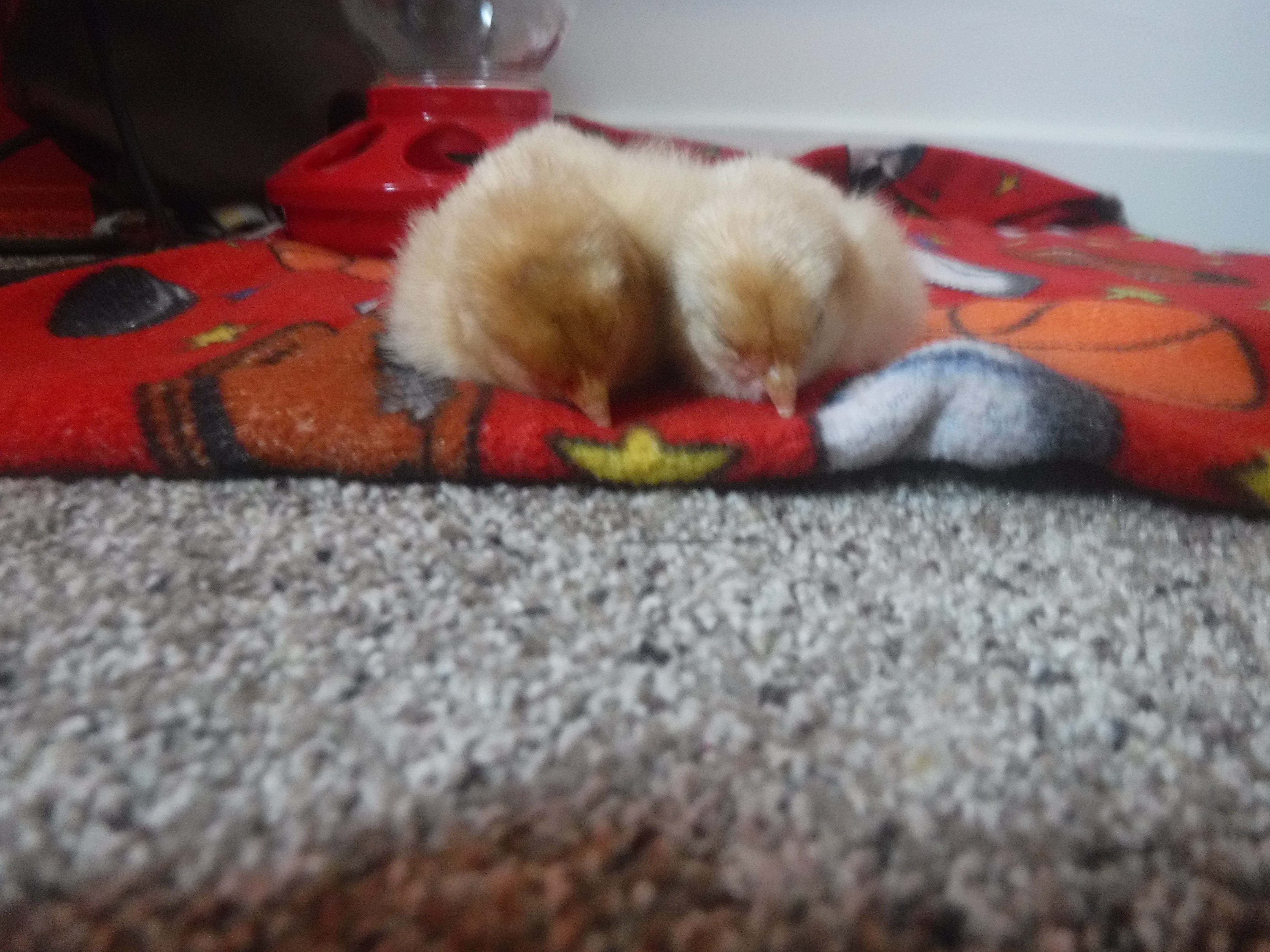 chicks are here!!!