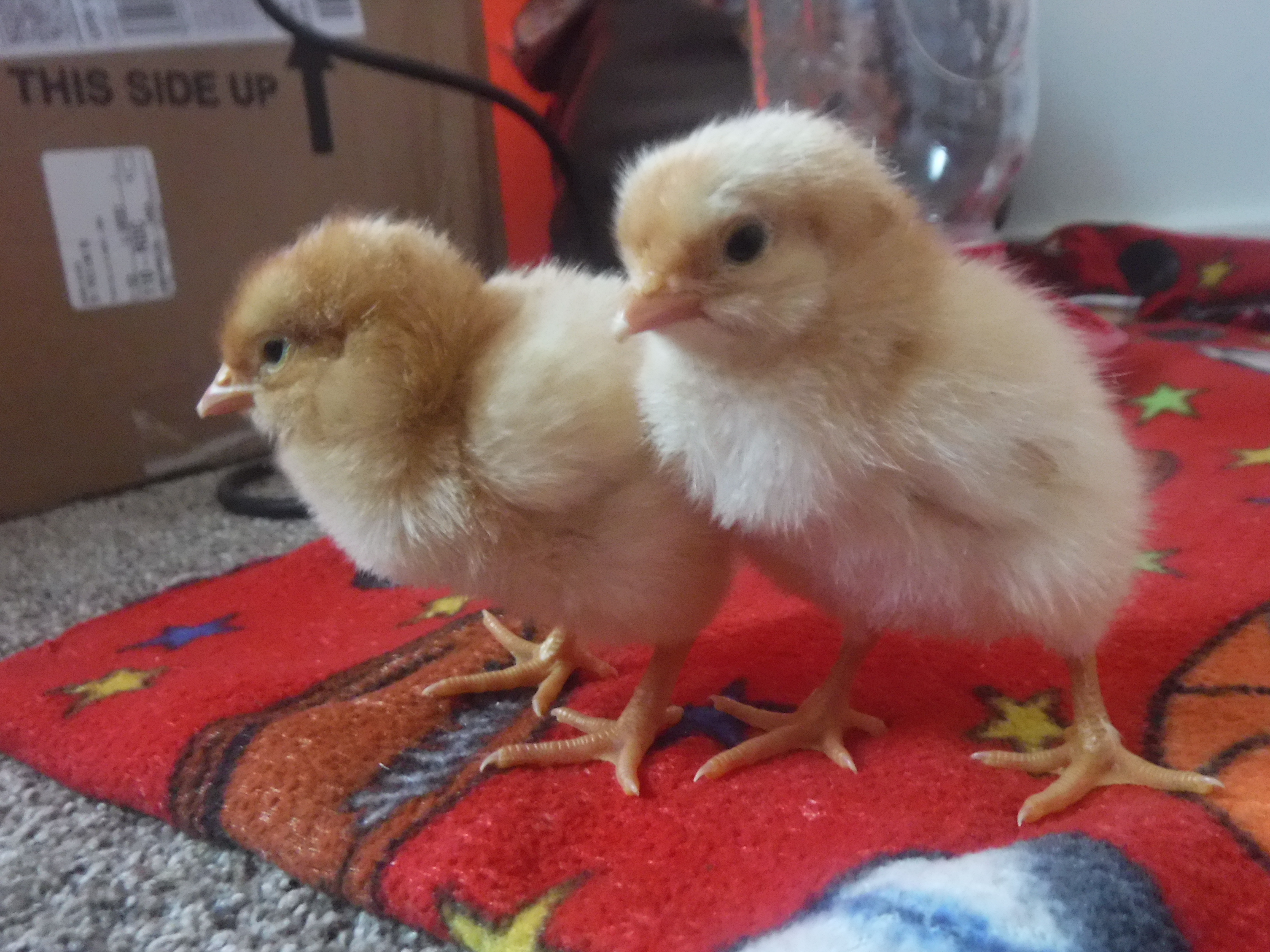 Chicks are here!!!