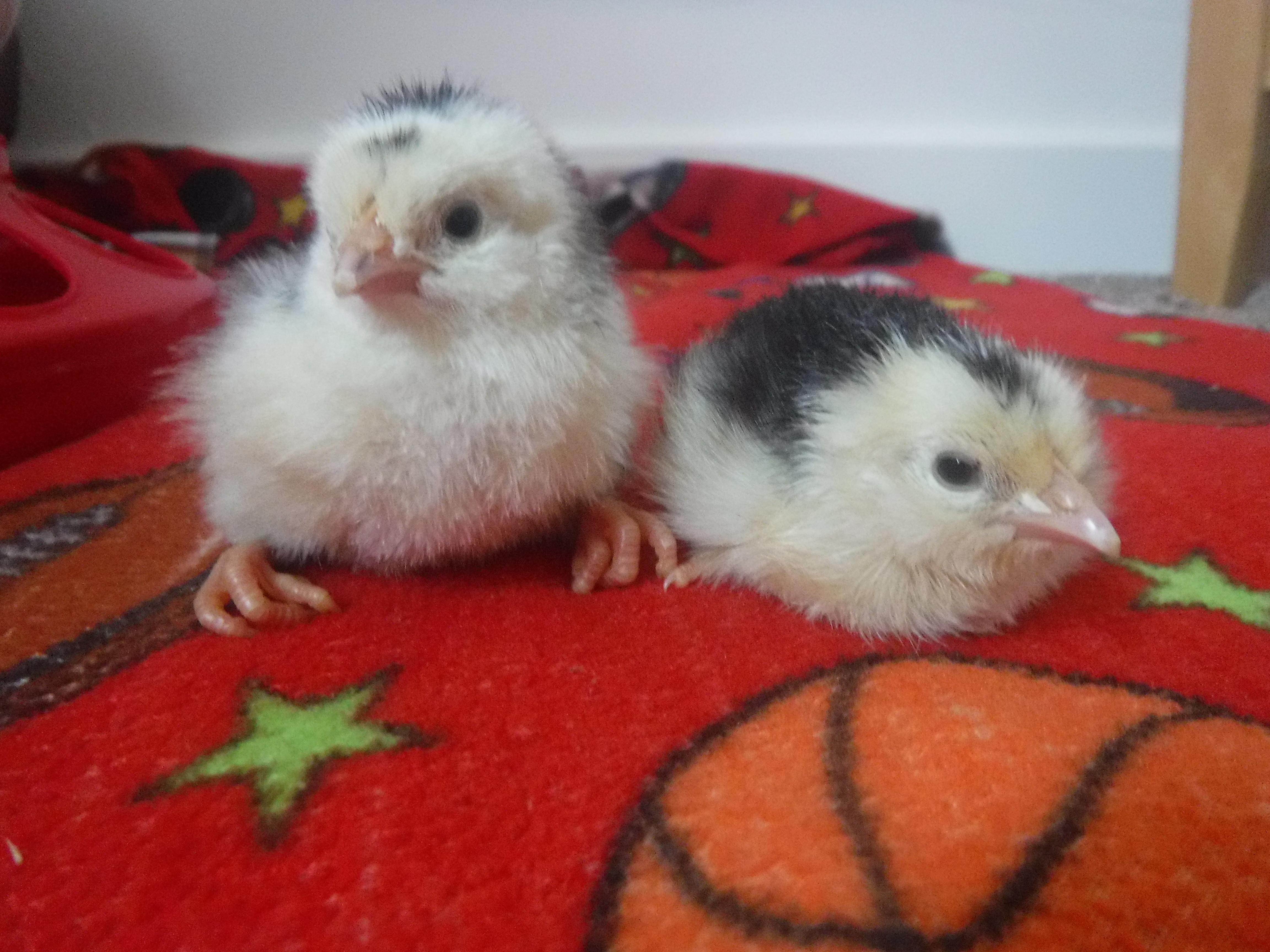 chicks are here!!!