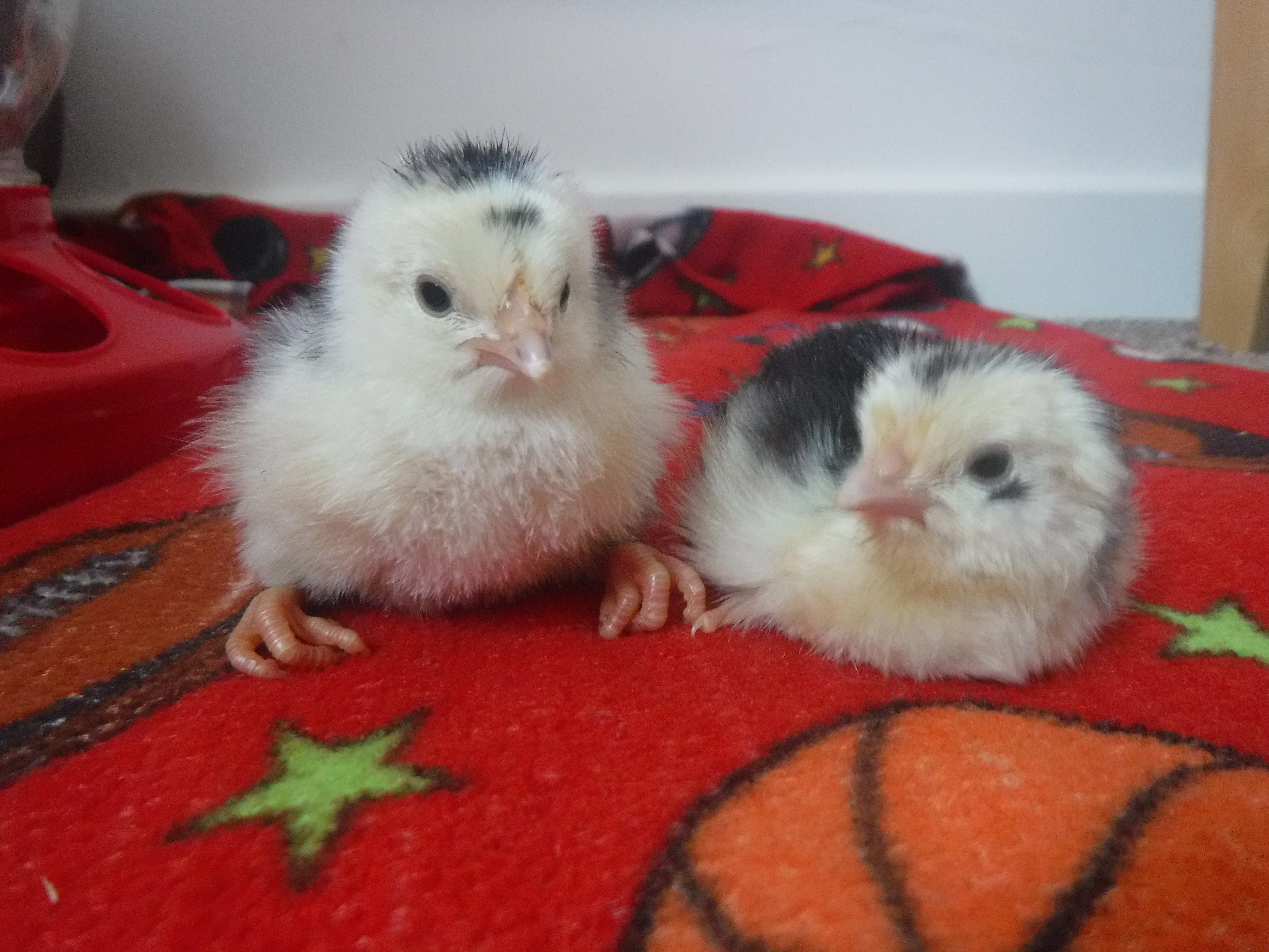 chicks are here!!!