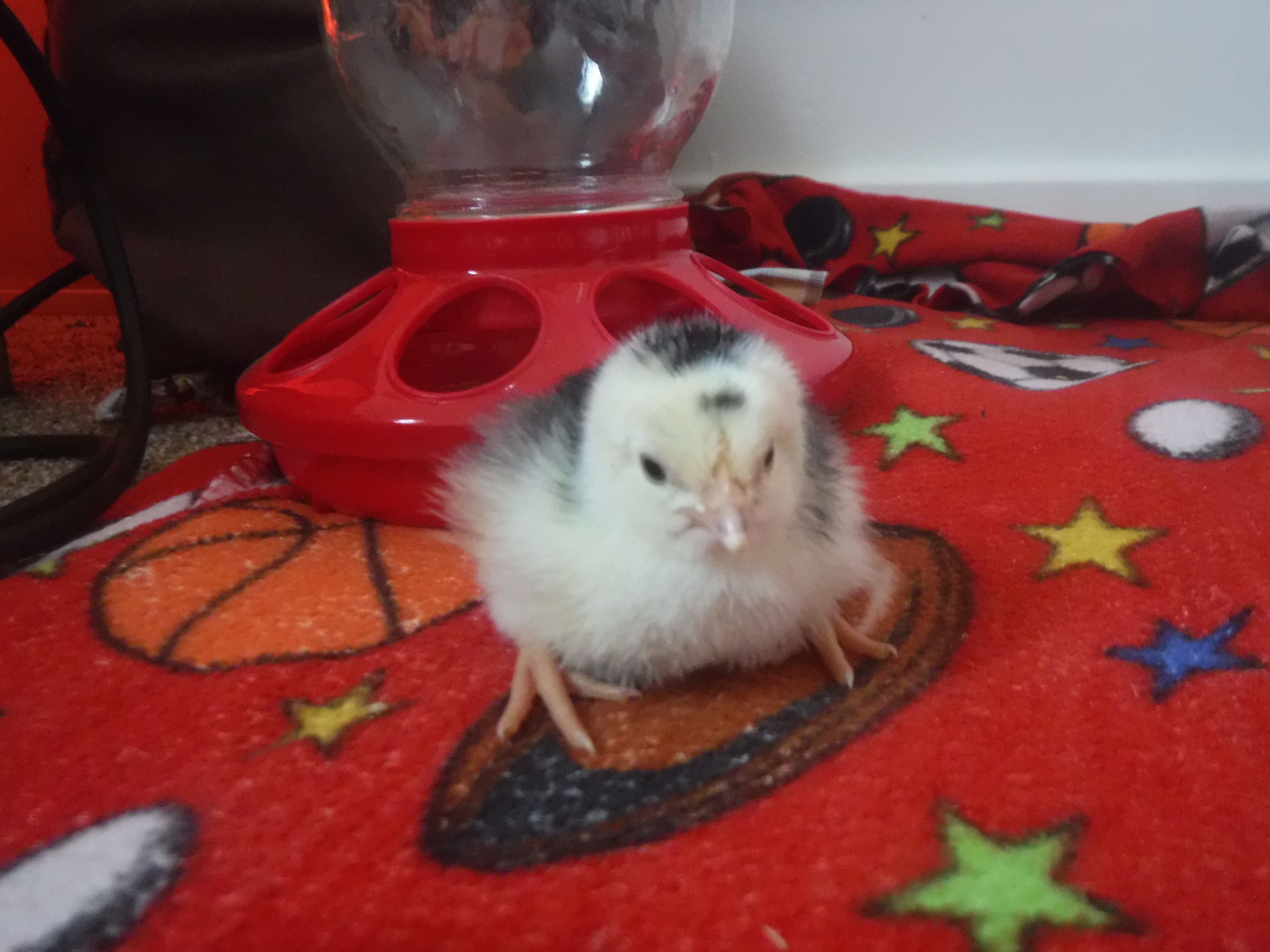 chicks are here!!!