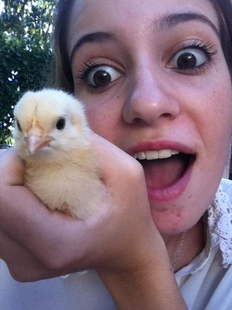 Chicks are so cute!