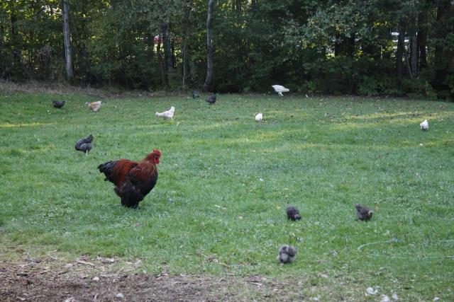 Chicks are watched over by many roosters. Everyone is watched over by Livestock Guardian Dog - Clementine.