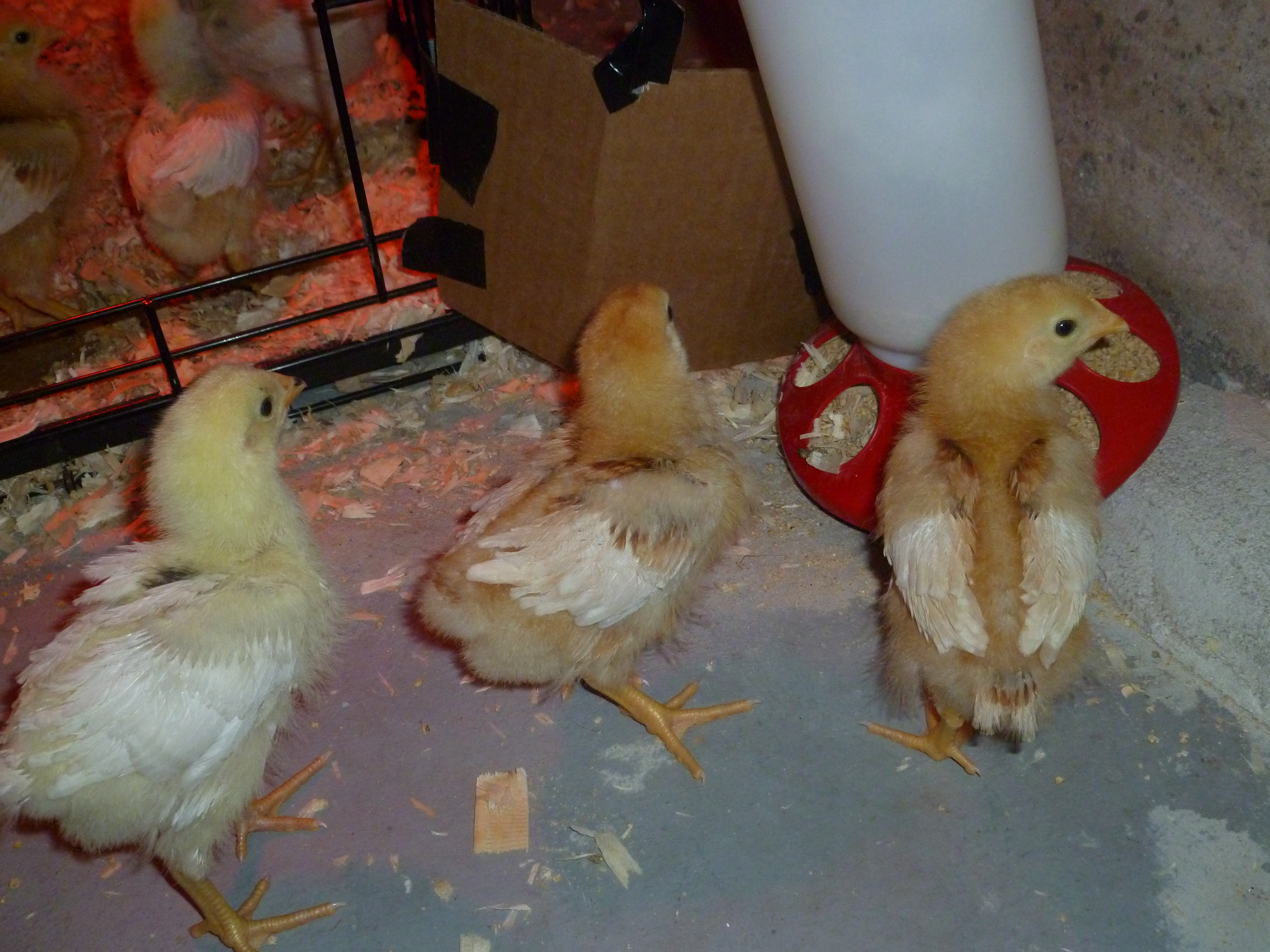 Chicks at 2 weeks