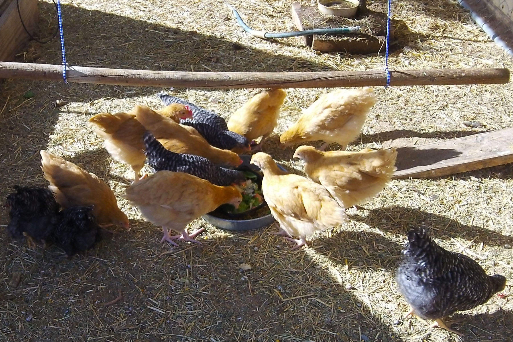 Chicks at 60 days old, enjoying an anniversary treat of my own "Chix Mix" , greens, and mealworms.  Yum!!!!!!