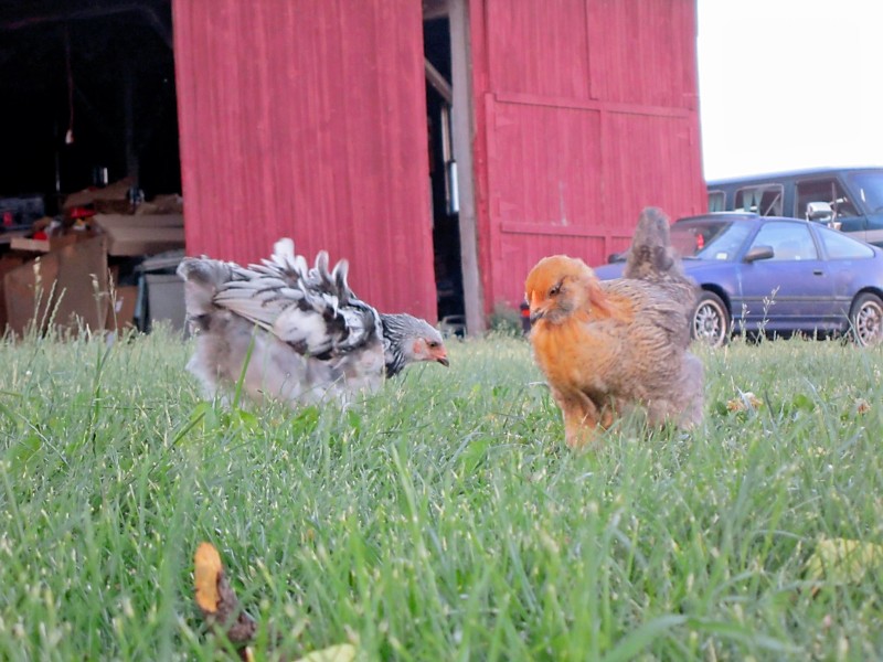 Chicks at 8 weeks