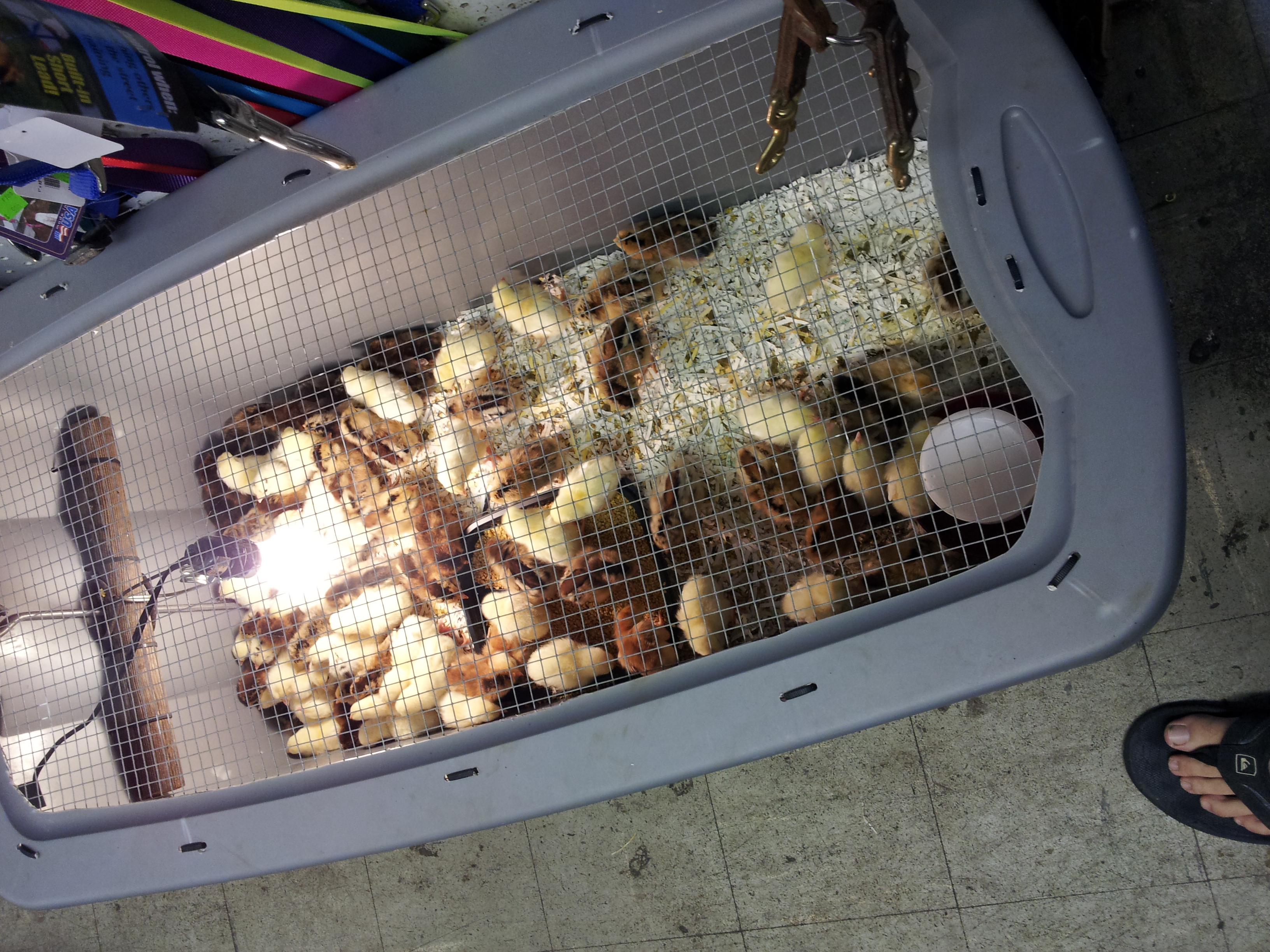 Chicks at Kaneohe Farm