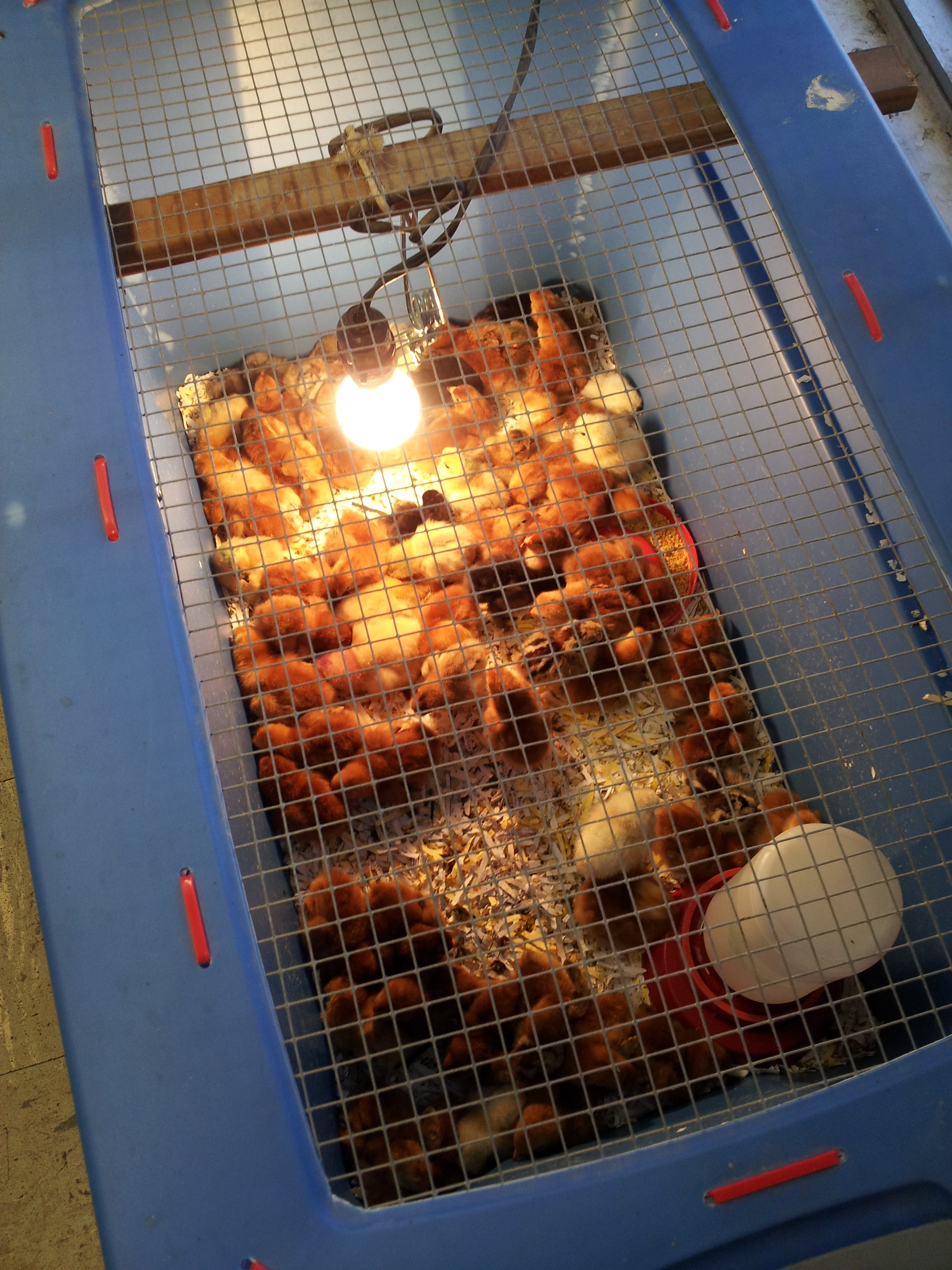 Chicks at Kaneohe Farm