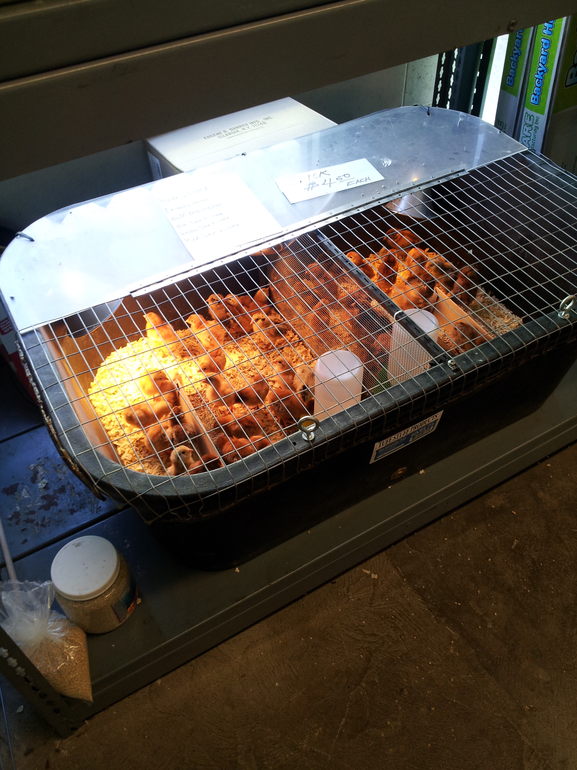 Chicks at Waimanalo Feed Supply:  Buff Orpingtons - first to sell out