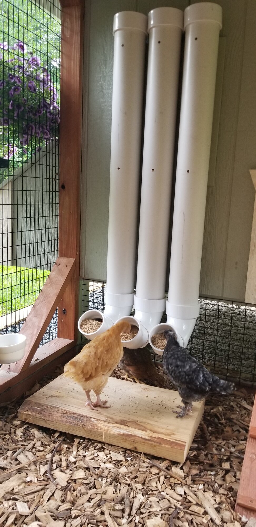 Chicks checking out the new feeder