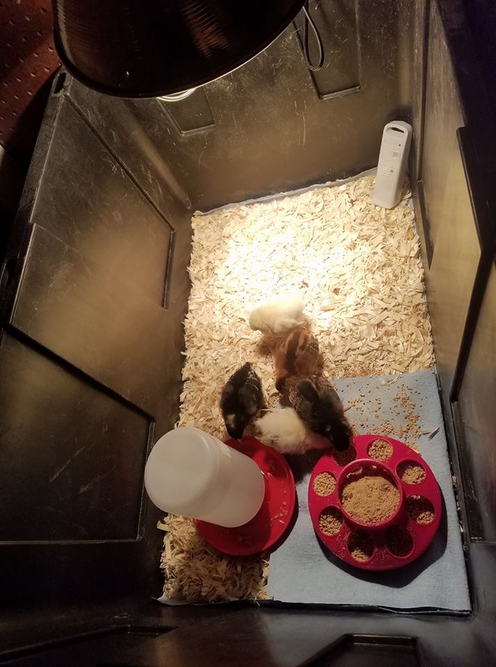 Chicks Day 1 From Store