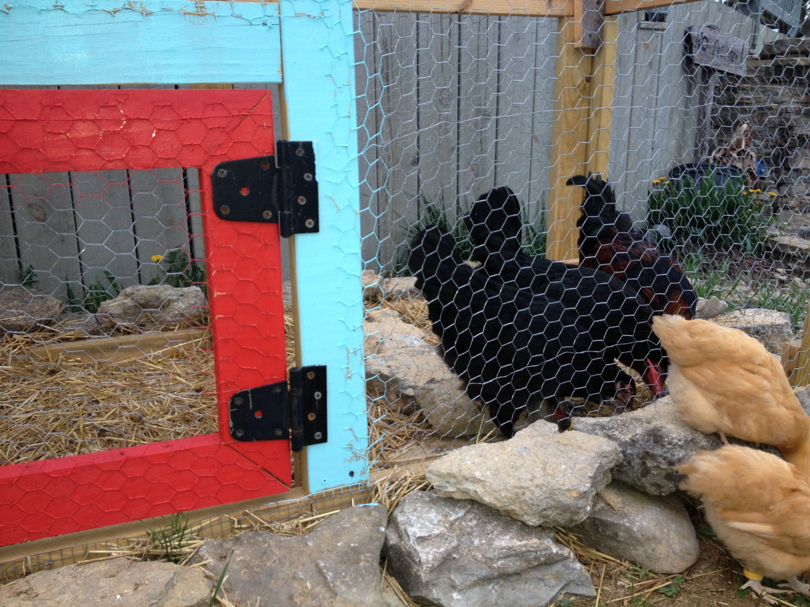 Chicks enjoying the run inside and out!