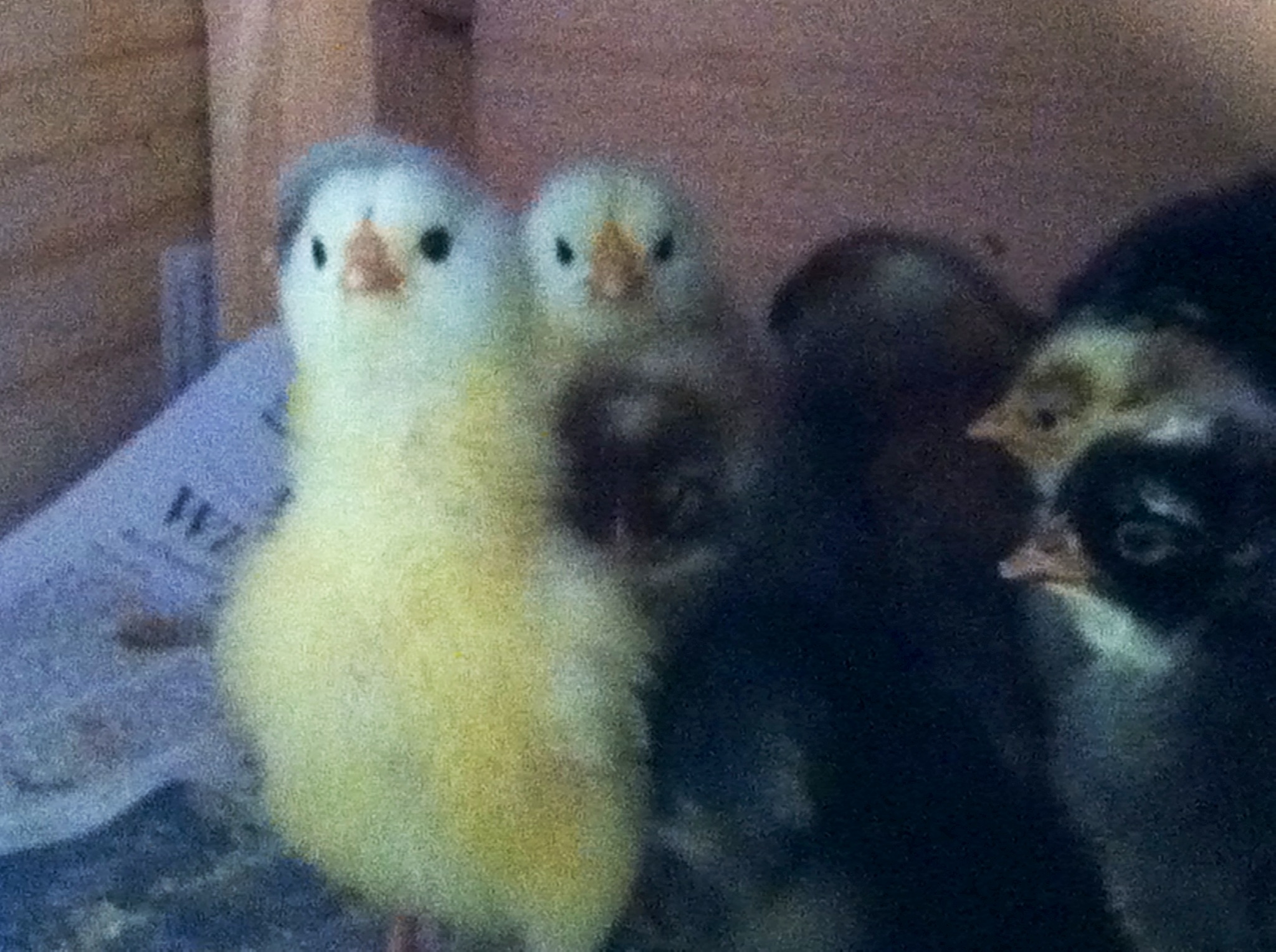 chicks Feb 2013