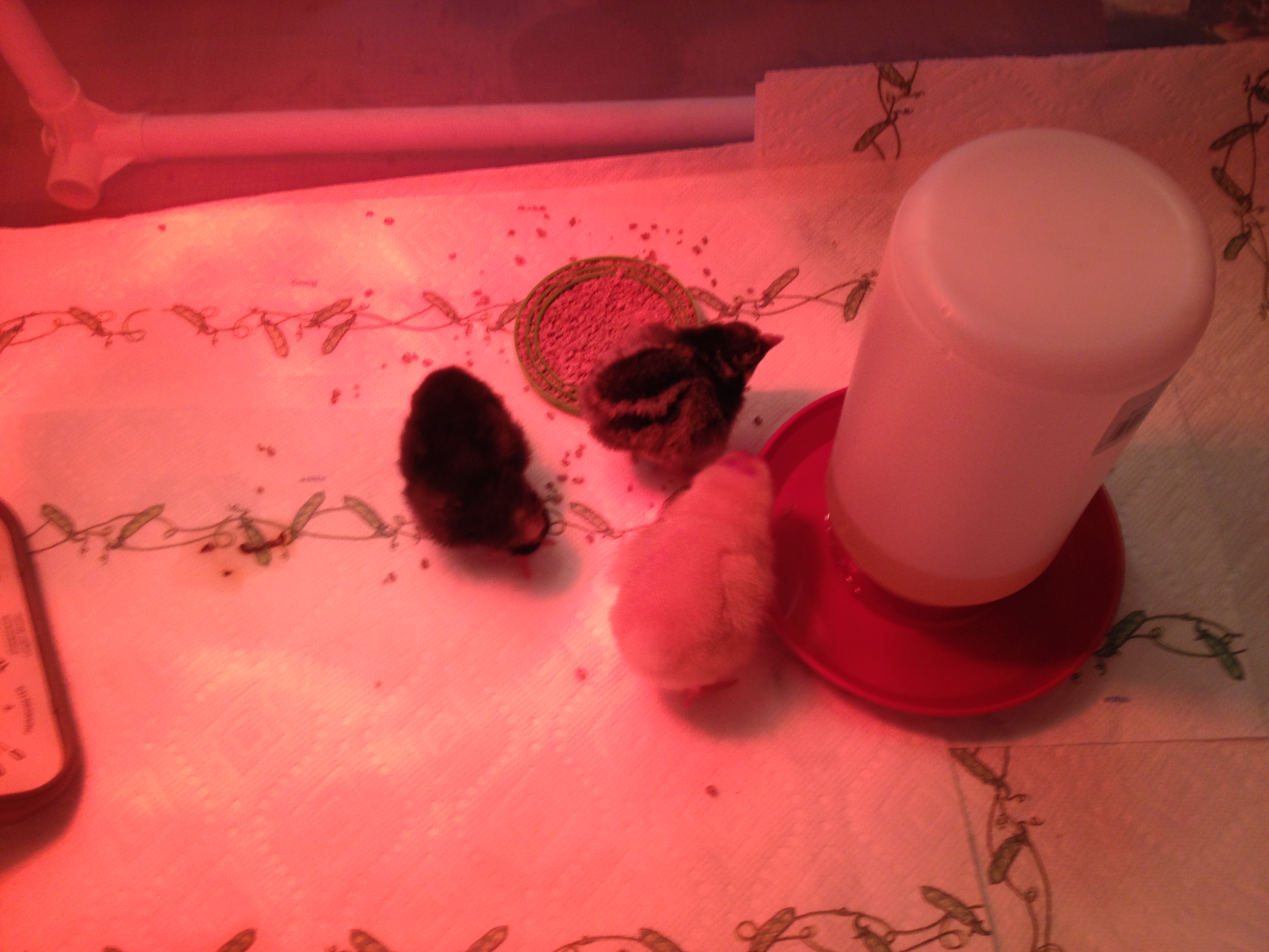Chicks First Day 2/25/14