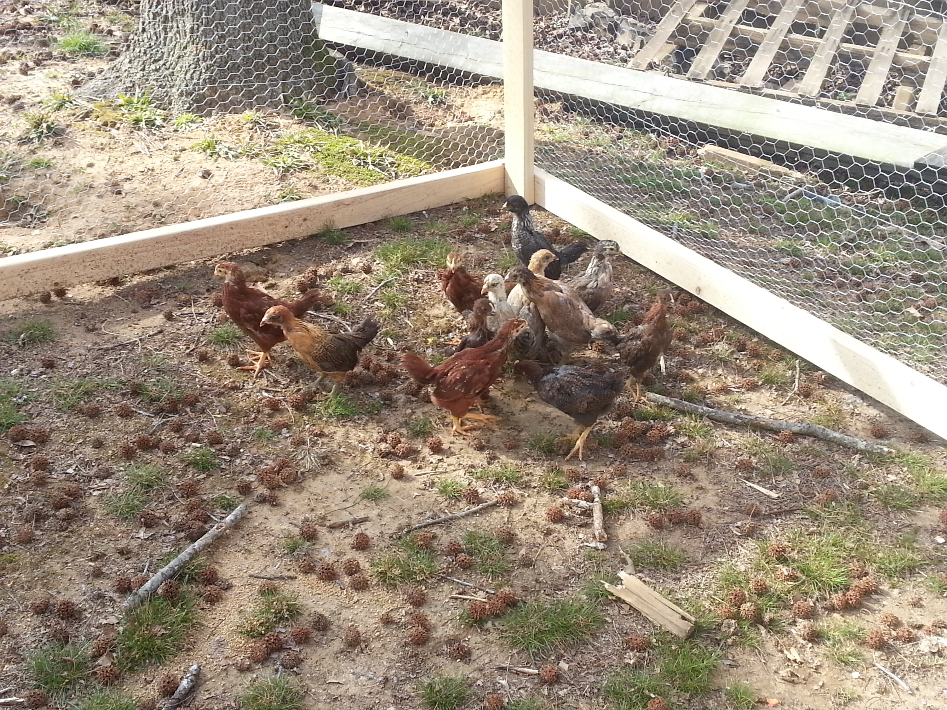 Chicks first day outside to roam.