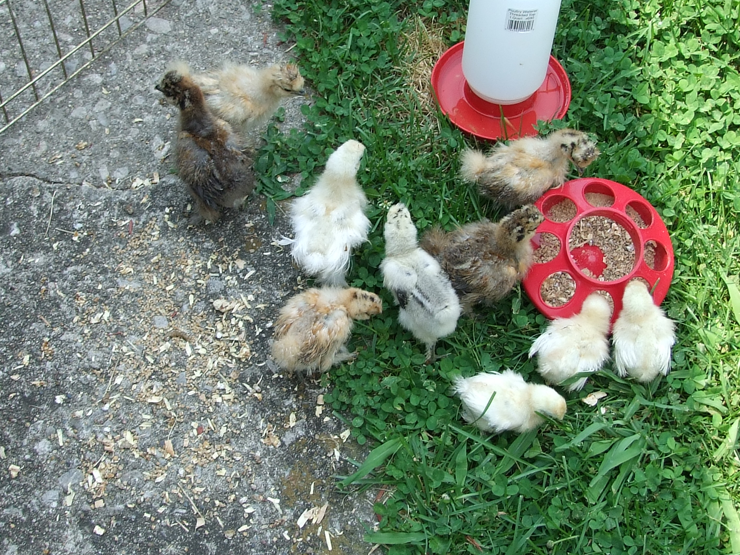 chicks first outside adventure, 6/16/2012
