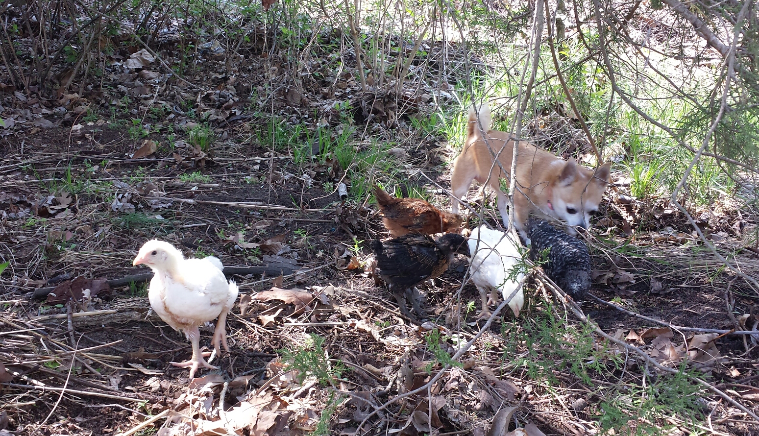 Chicks free ranging with Mia.