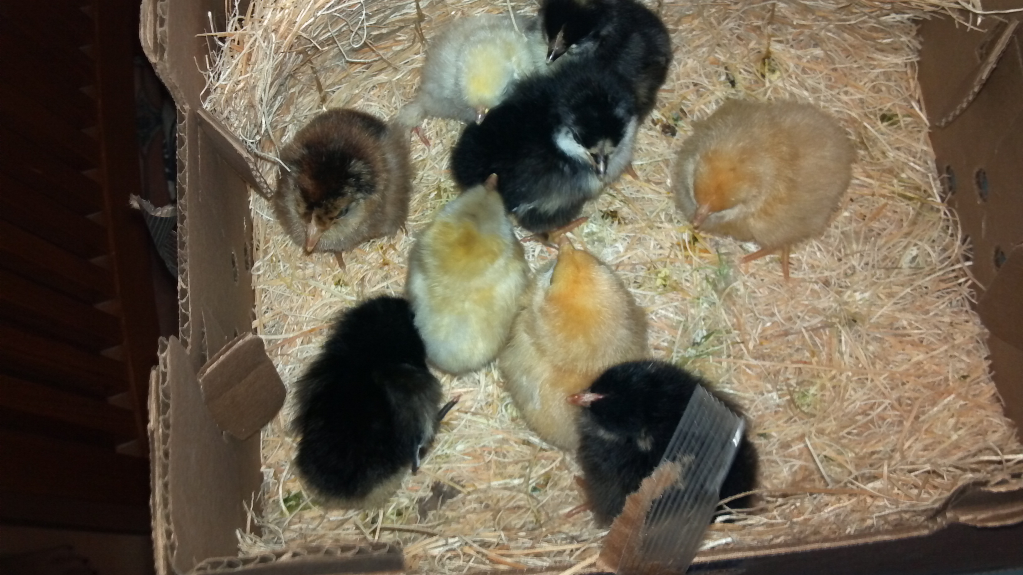 Chicks fresh from post office, August 22nd.  Probably 3 days old.