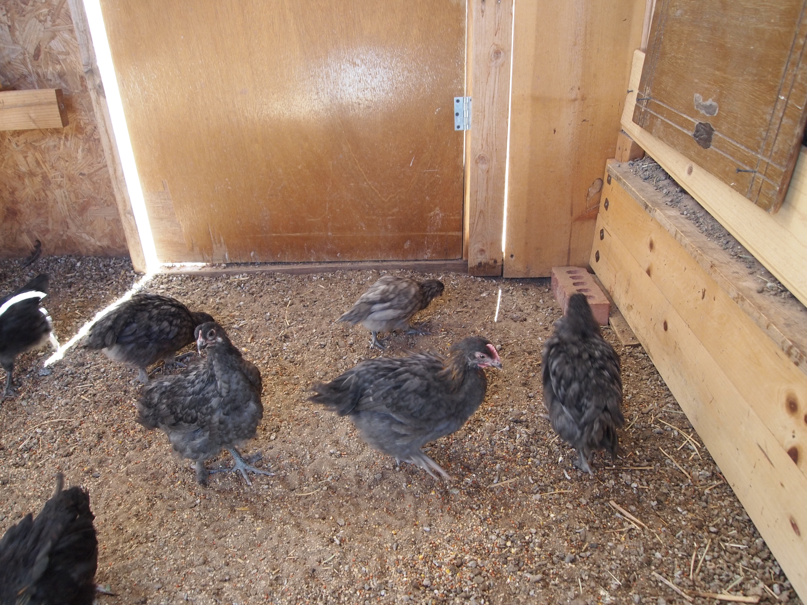 Chicks go from brooders to the brooder pen floor and then on to the grow out pens.