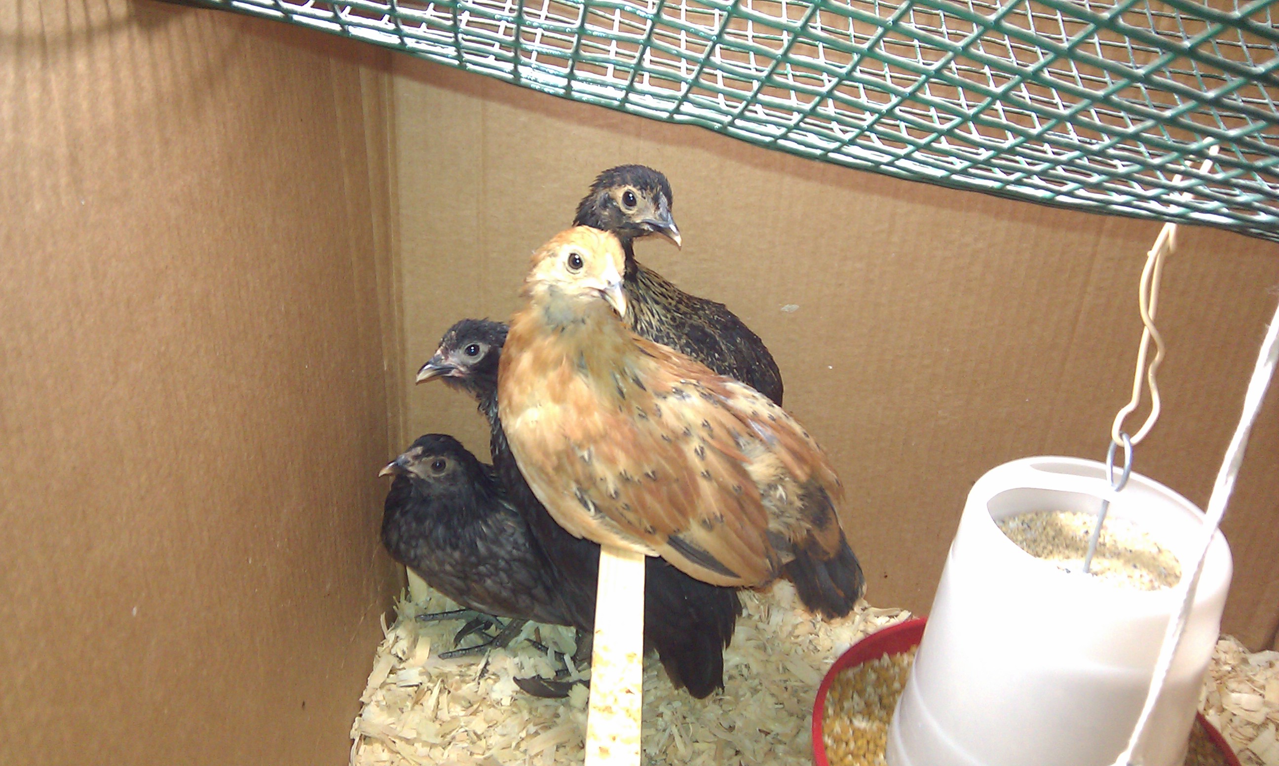 chicks hatched 2-10-2012 from Tinyhillfarm. in center front is the only golden chick photo taken on 3-25-2012
