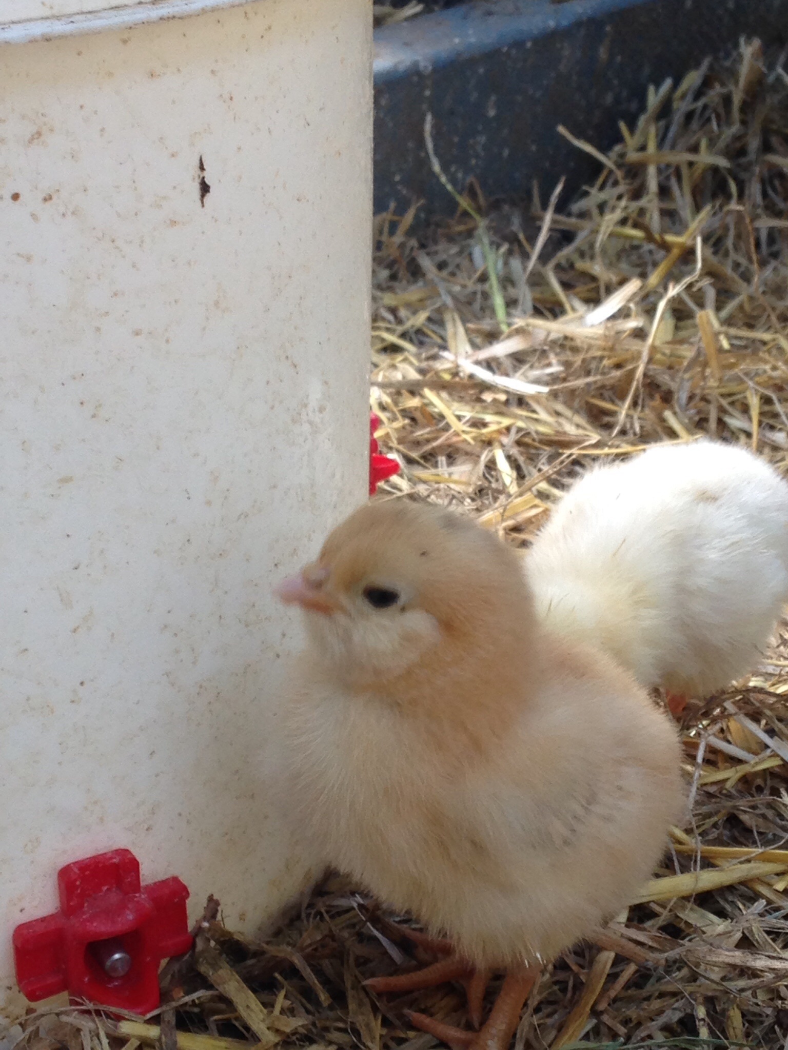 Chicks hatched by broody Cornish and hatched  on 6/1/15 a were introduced to water on 06/3. Today, I saw them use it, mama must have showed them.