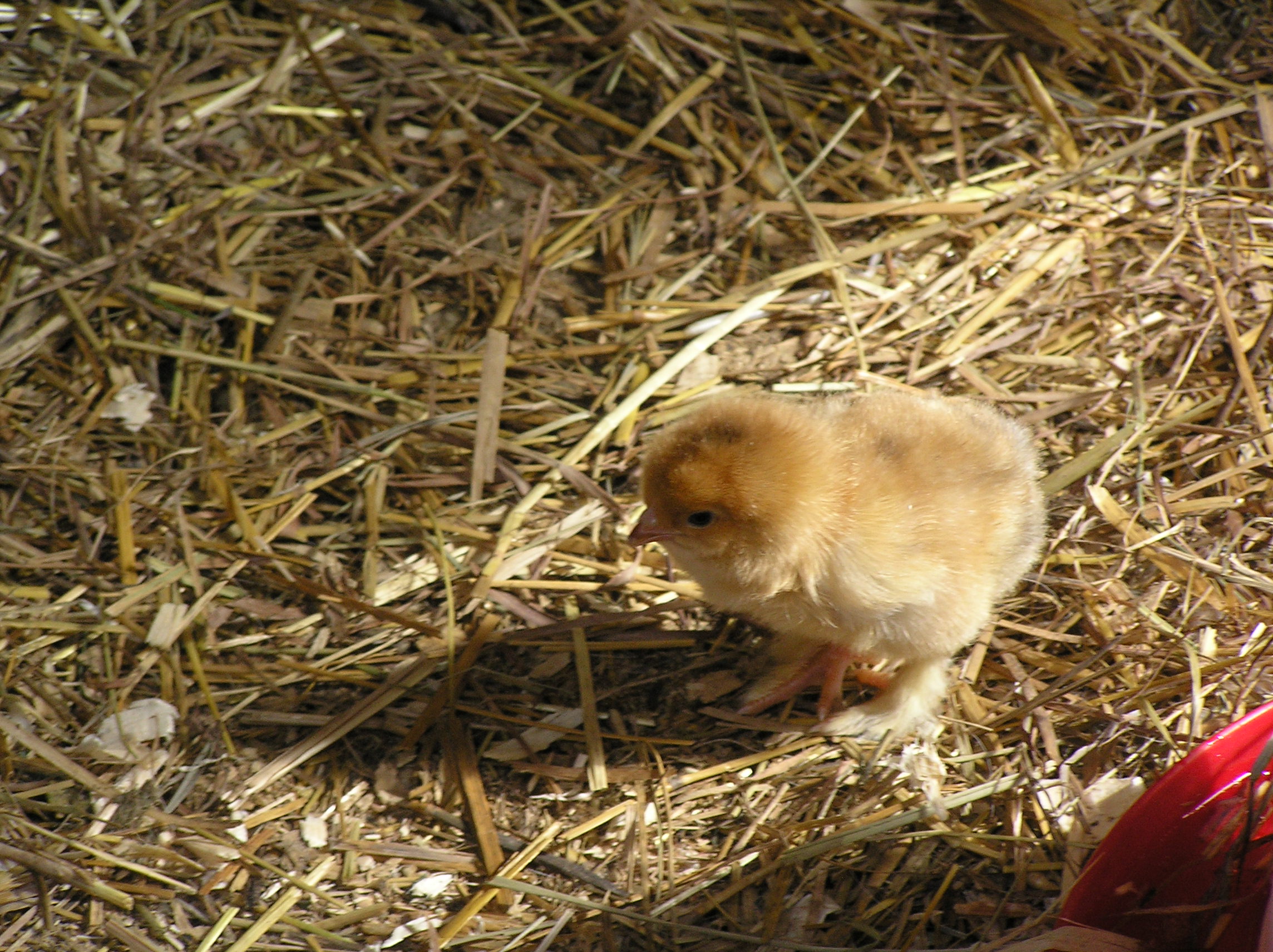 chicks hatched by turkey sunday the 22 of april 2012, Biggie Smalls is the dad