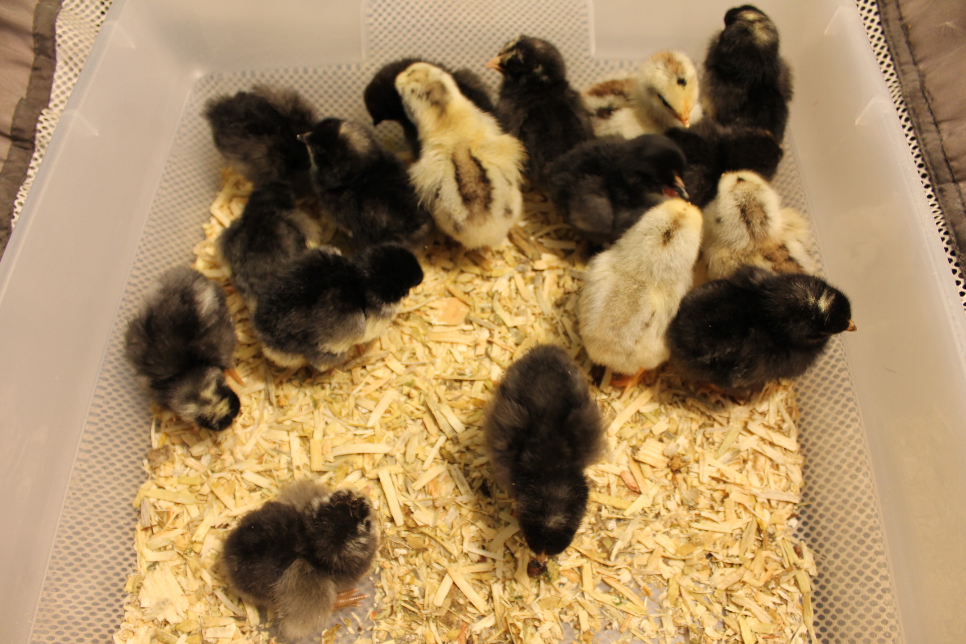 Chicks hatched  for the April 2016 hatchalong and 3 hatched on May 1st.