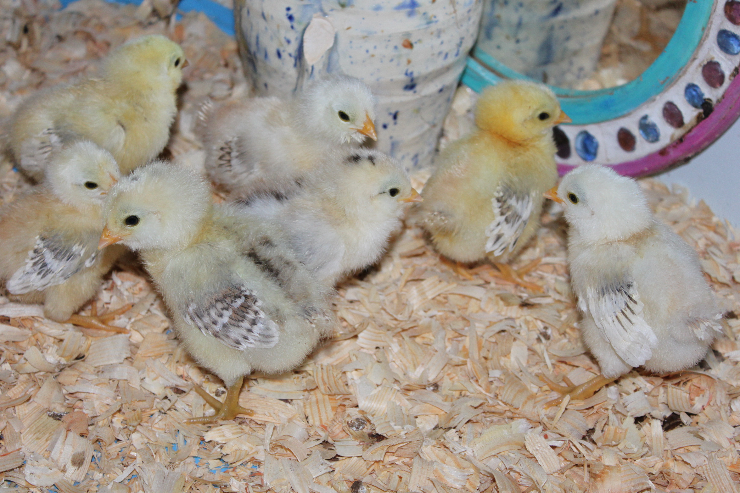 Chicks hatched late March 2012