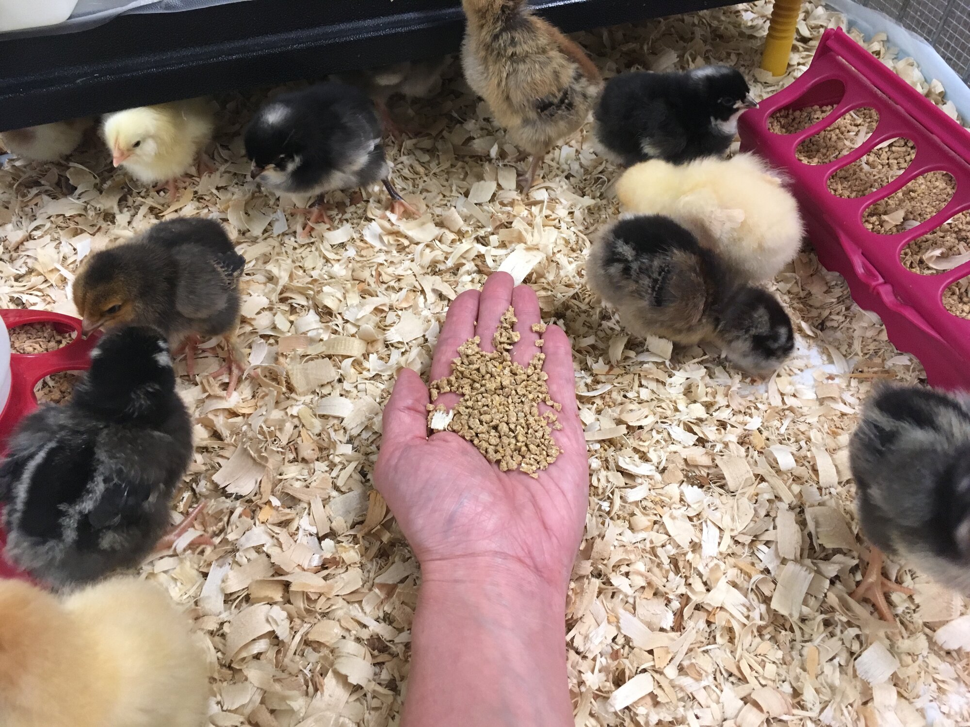 Chicks hatched May 13, 2019