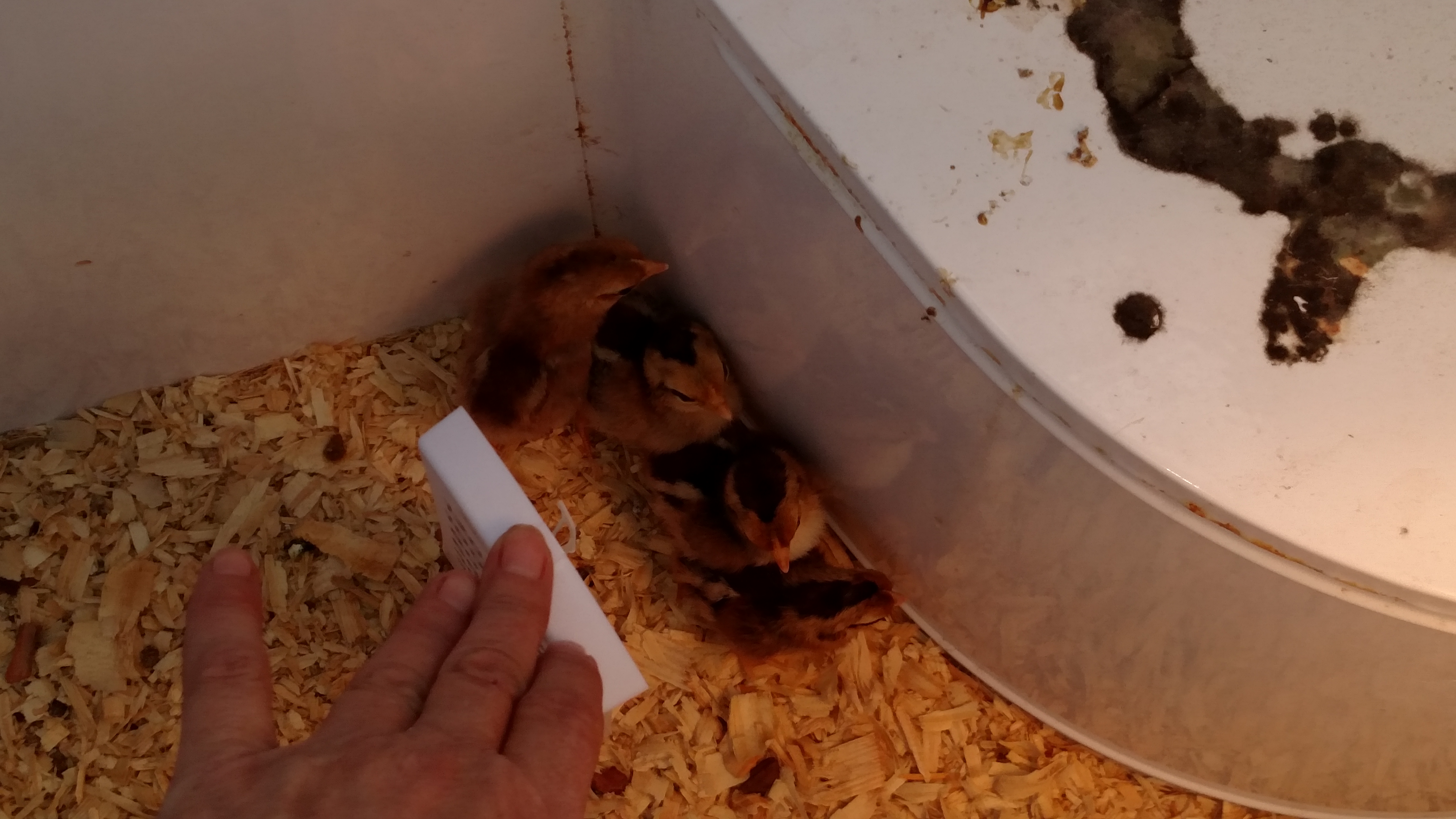 Chicks hatched this past weekend