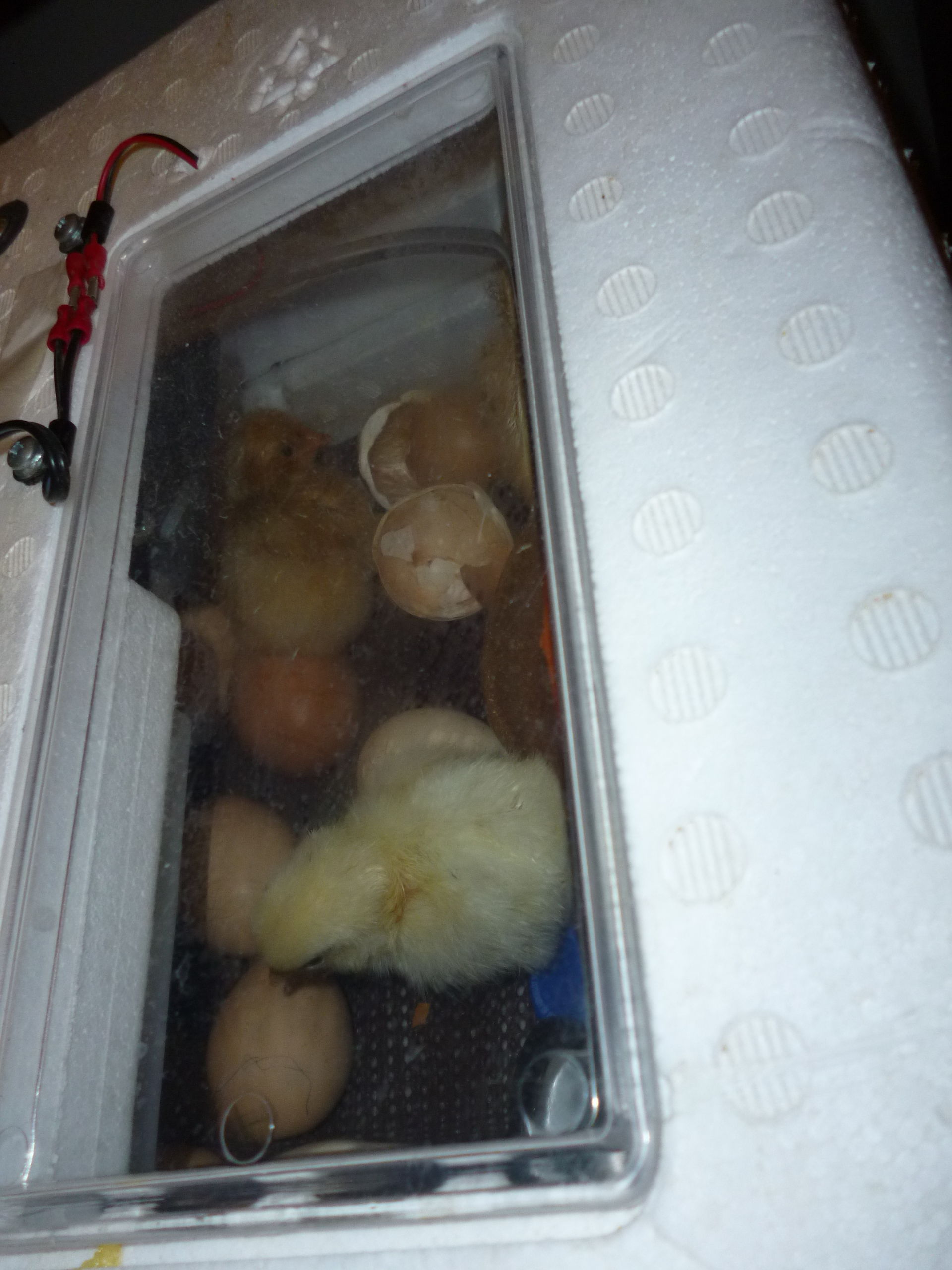 Chicks hatching 1