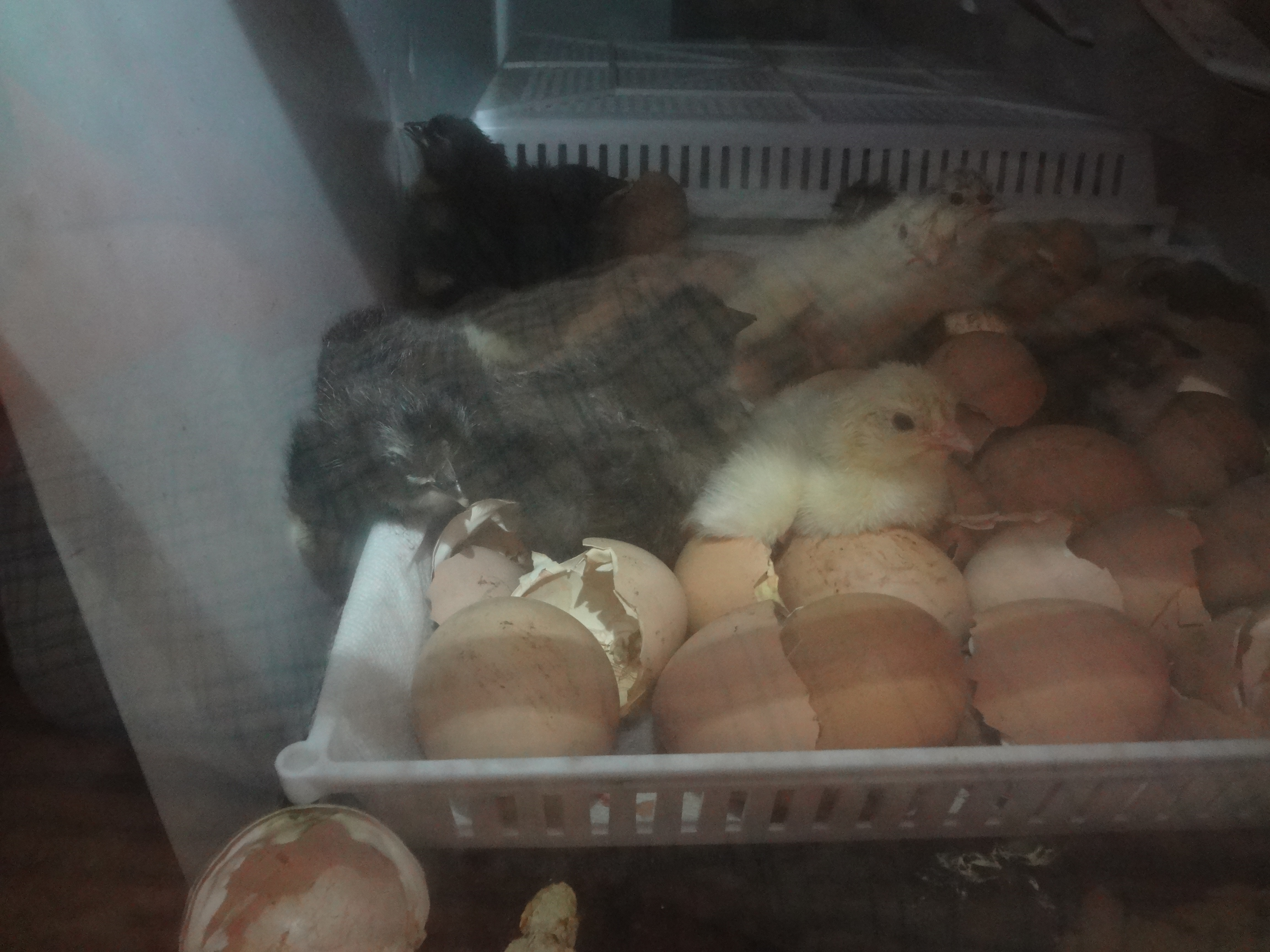 Chicks Hatching