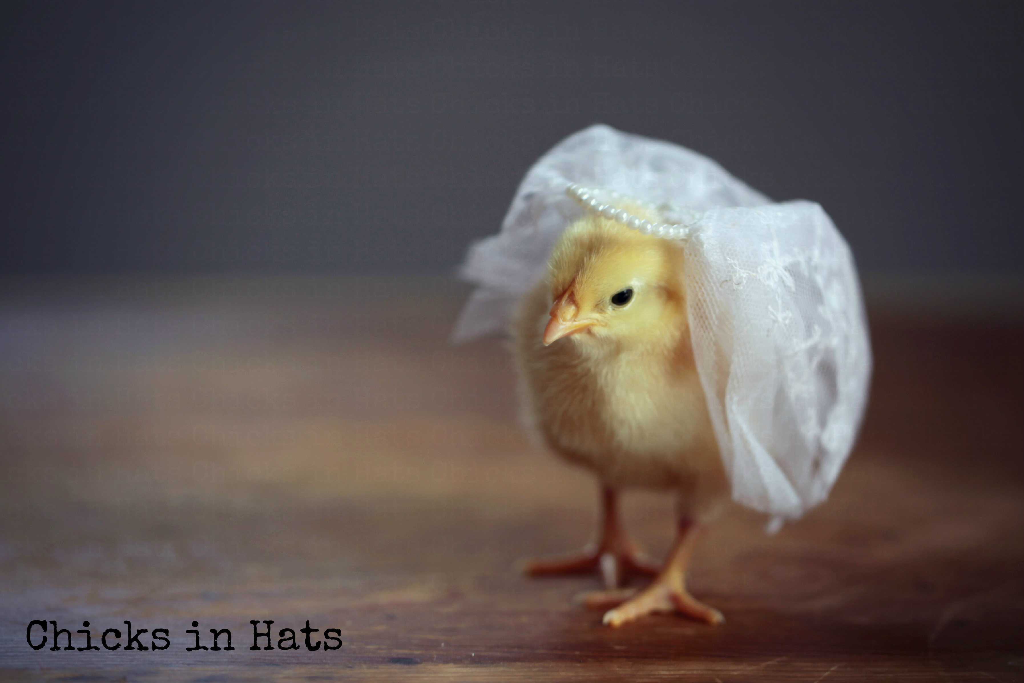 Chicks Hats.