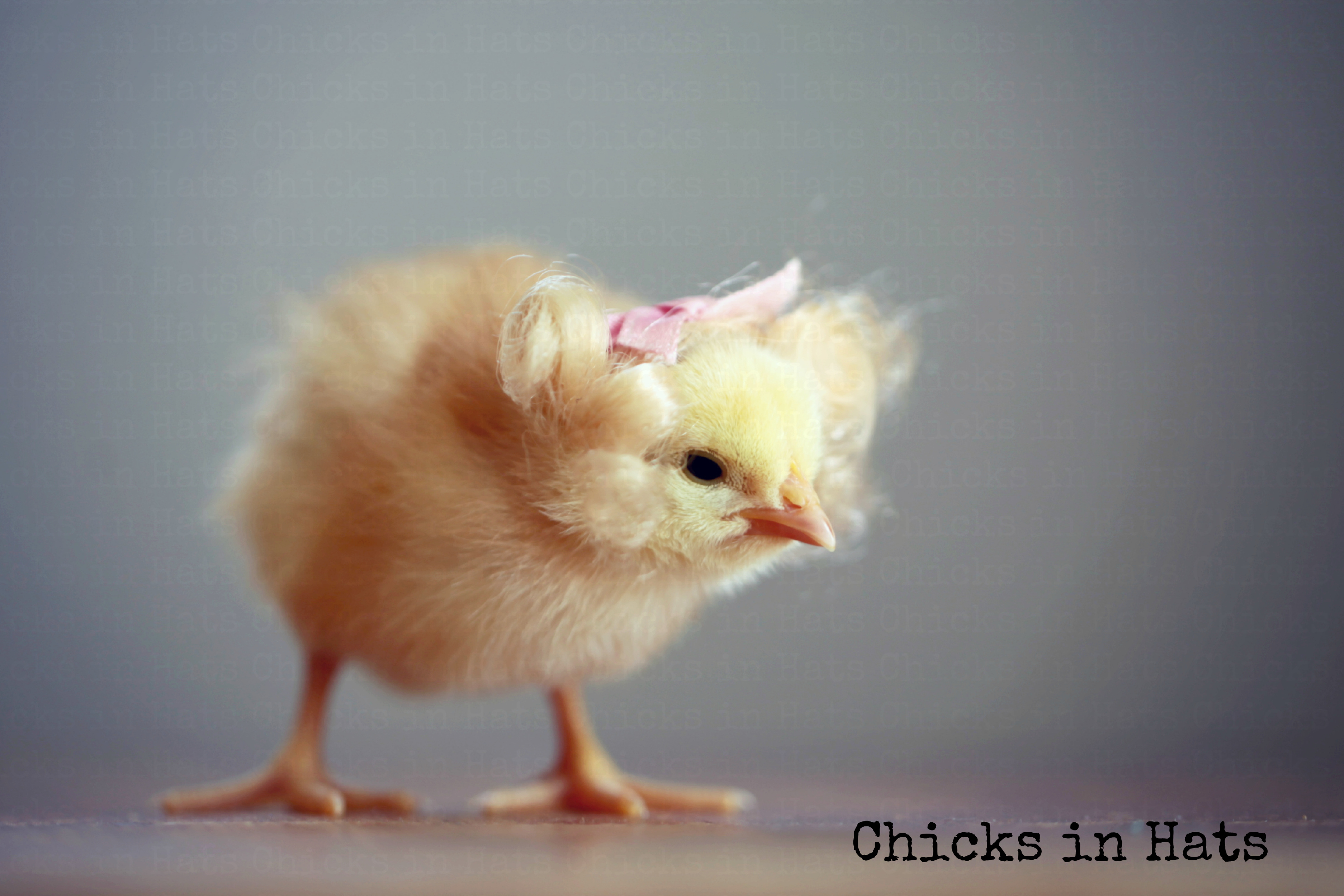Chicks Hats.