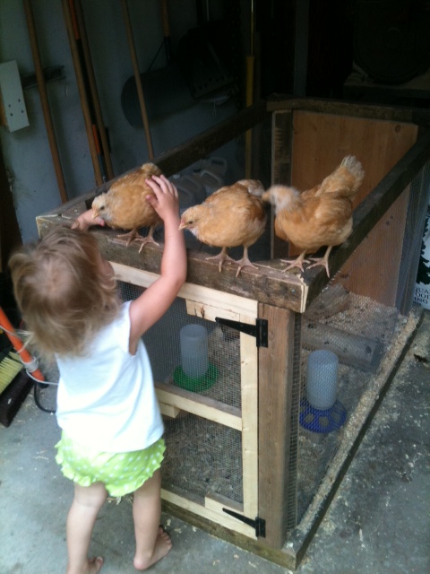 Chicks have out grown their cage