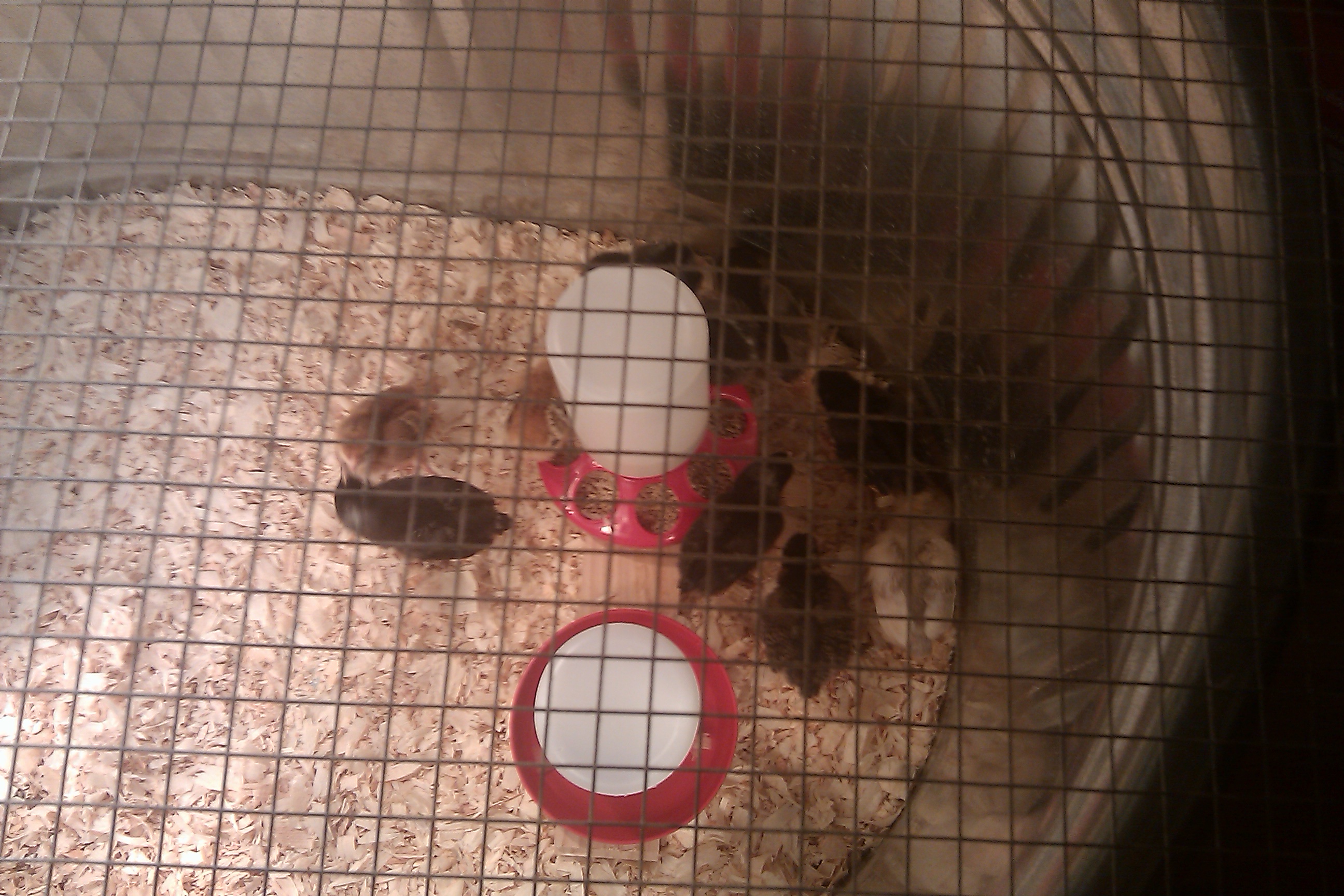 Chicks in brood #2, day 1