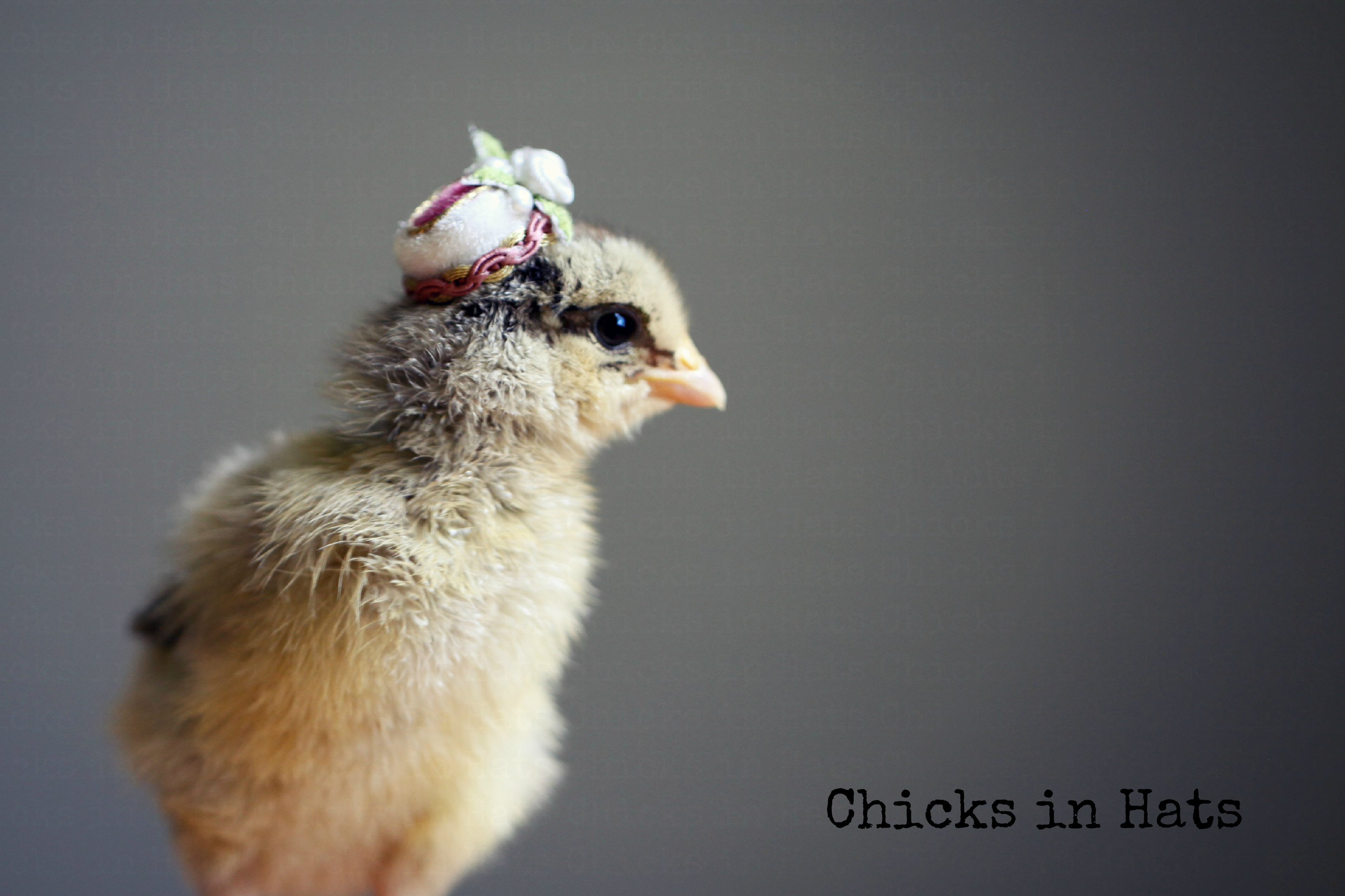 Chicks in Hats.