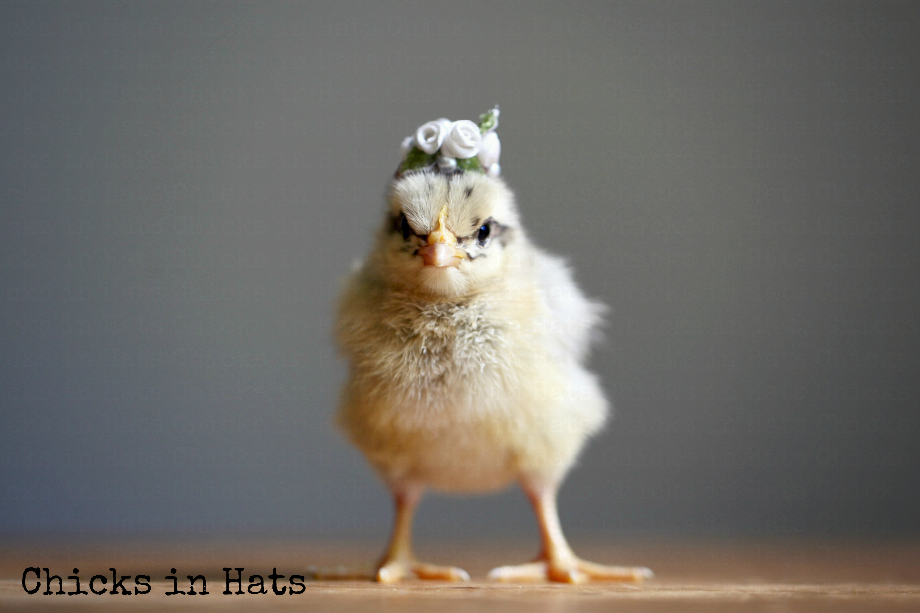 Chicks in Hats.